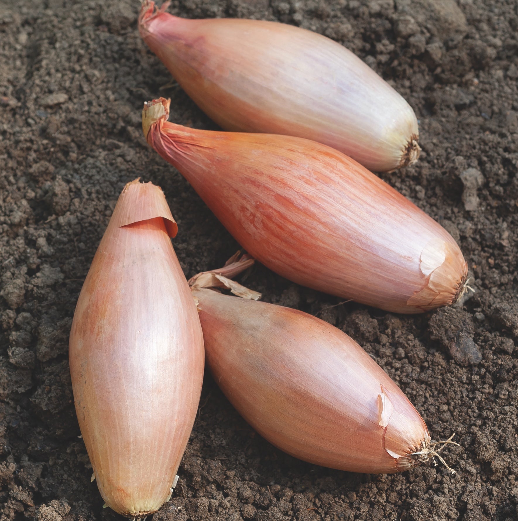Échalion cuisse de poulet du Poitou
