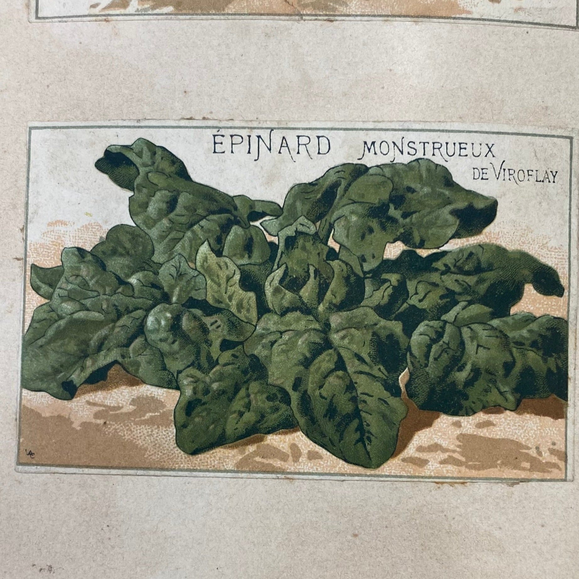 Épinard monstrueux de Viroflay