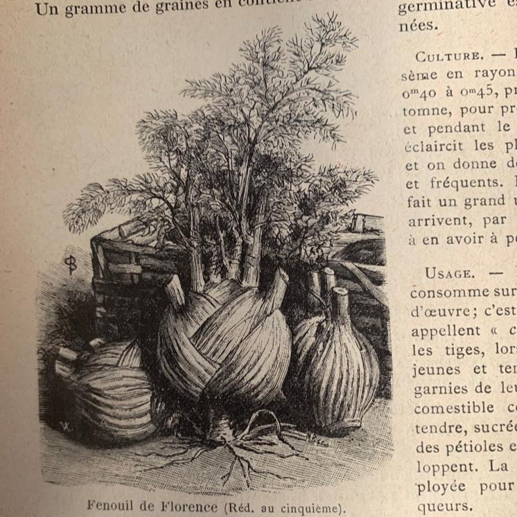 Fenouil doux de Florence