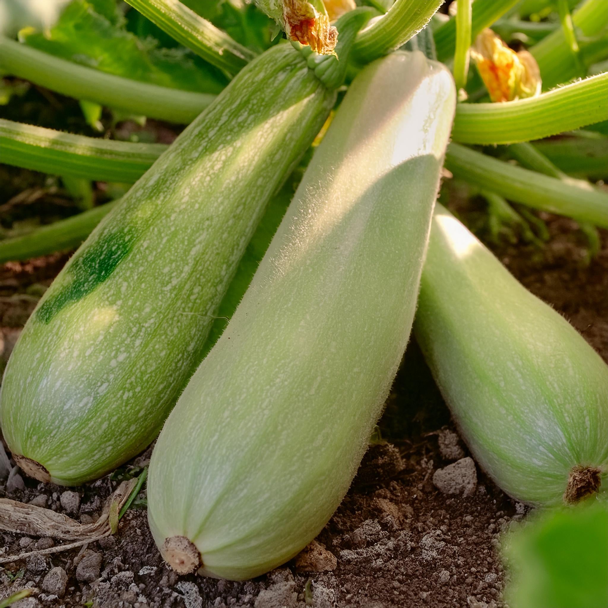 Courgette Blanche De Trieste