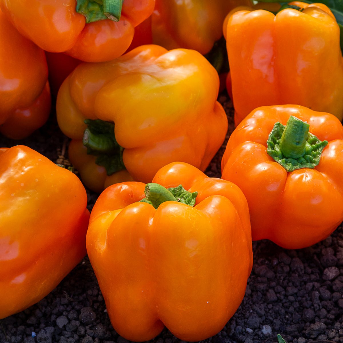 Piment Doux Orange