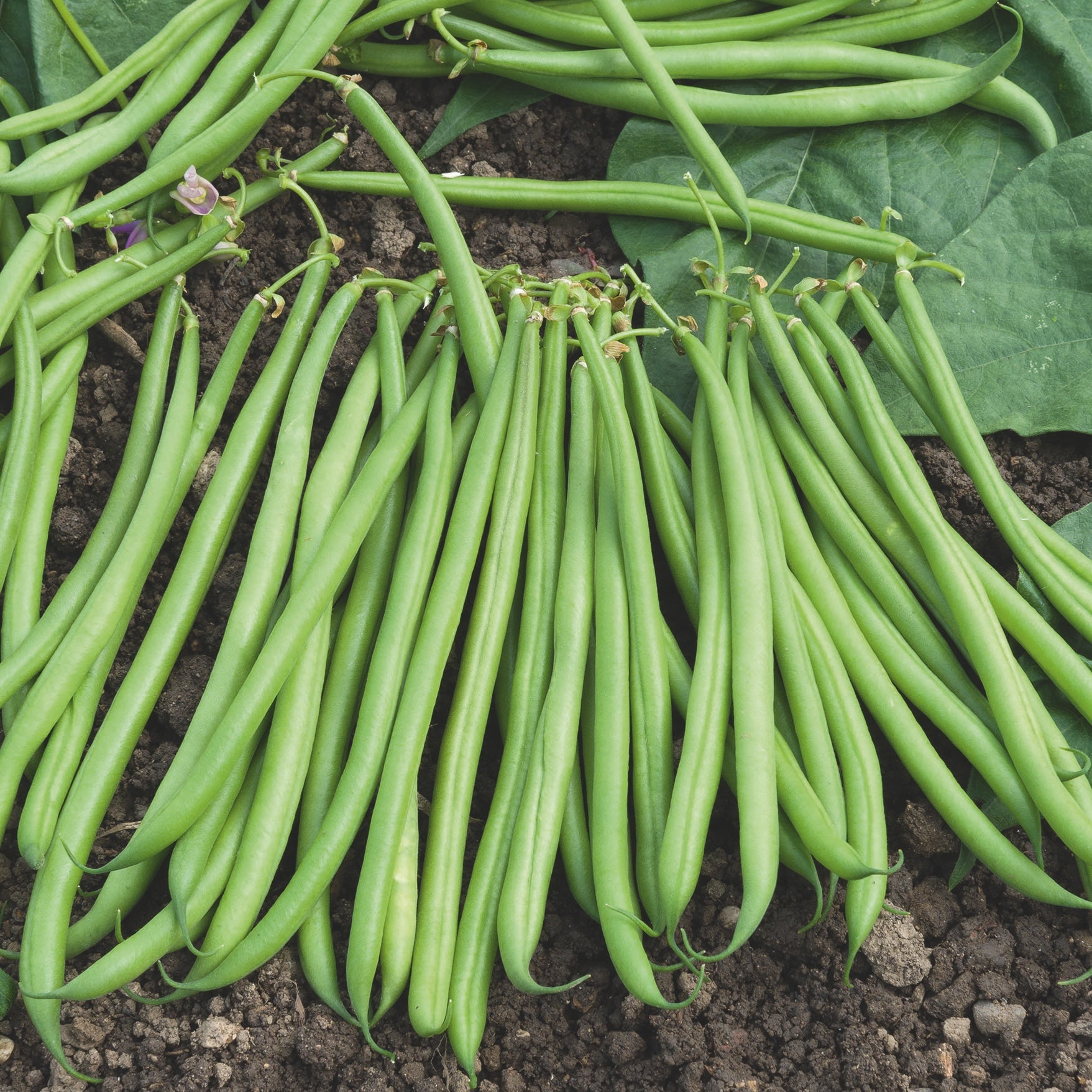 photo de récolte du jaricot nain emeraude