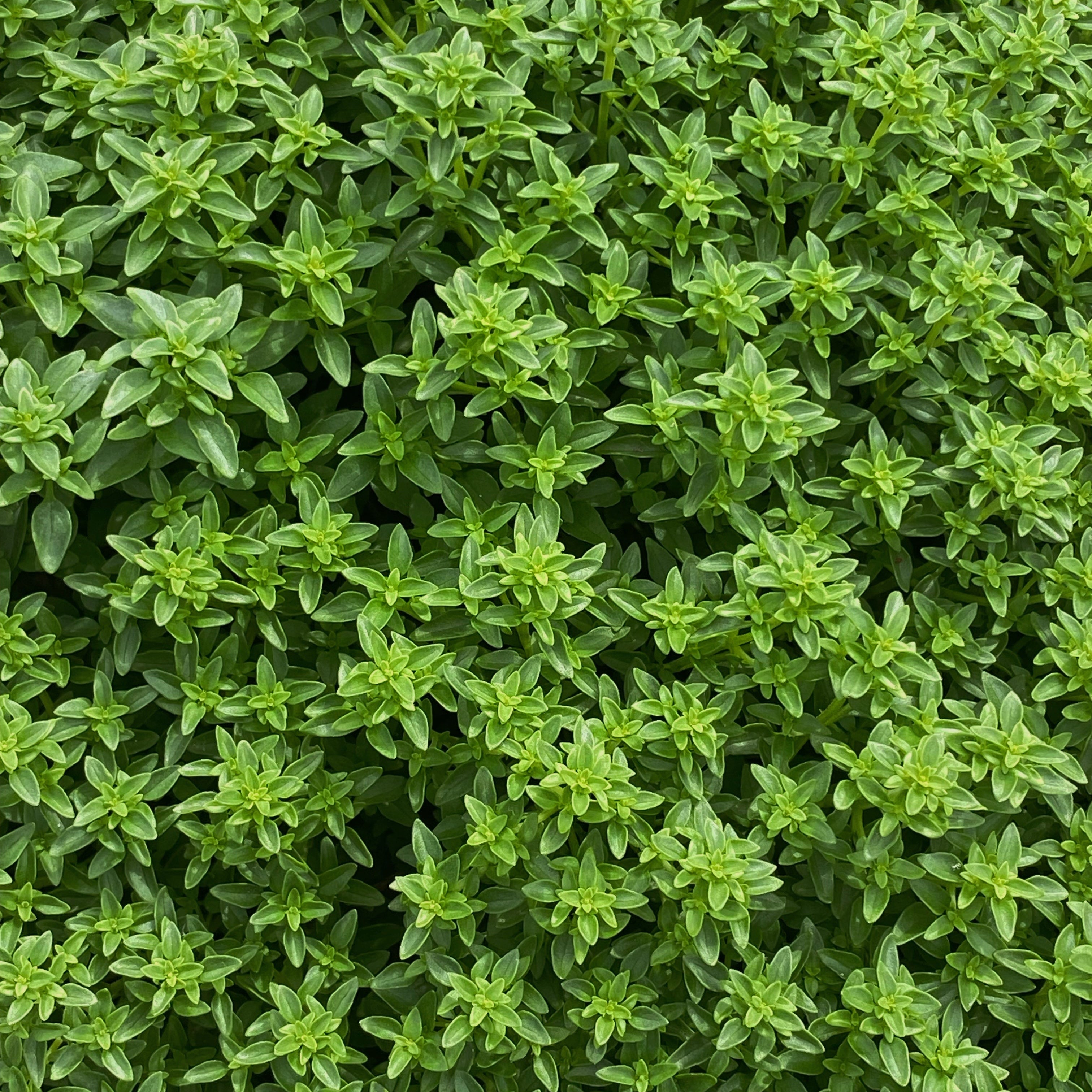 Basilic Grec