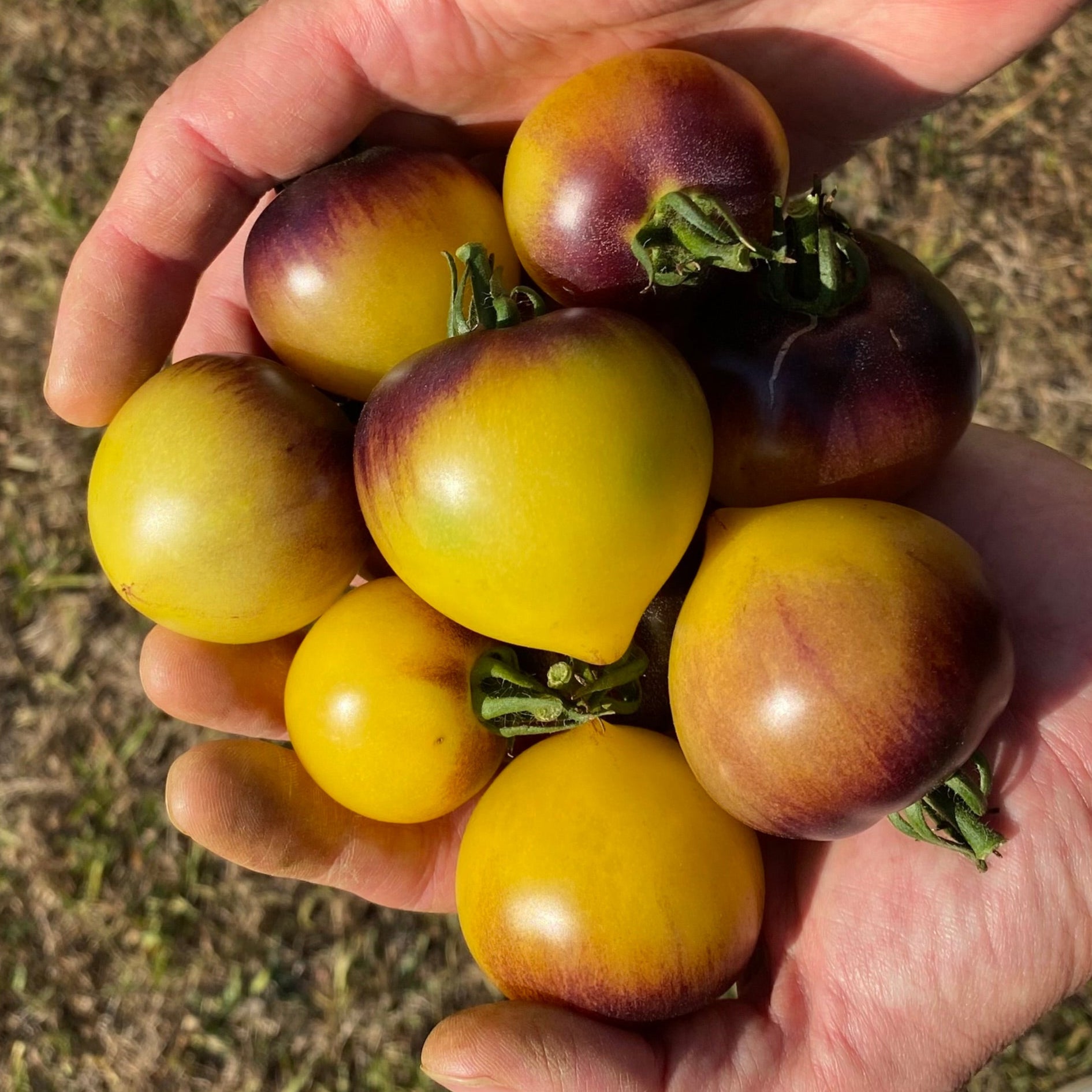 Tomate Belle Coeur