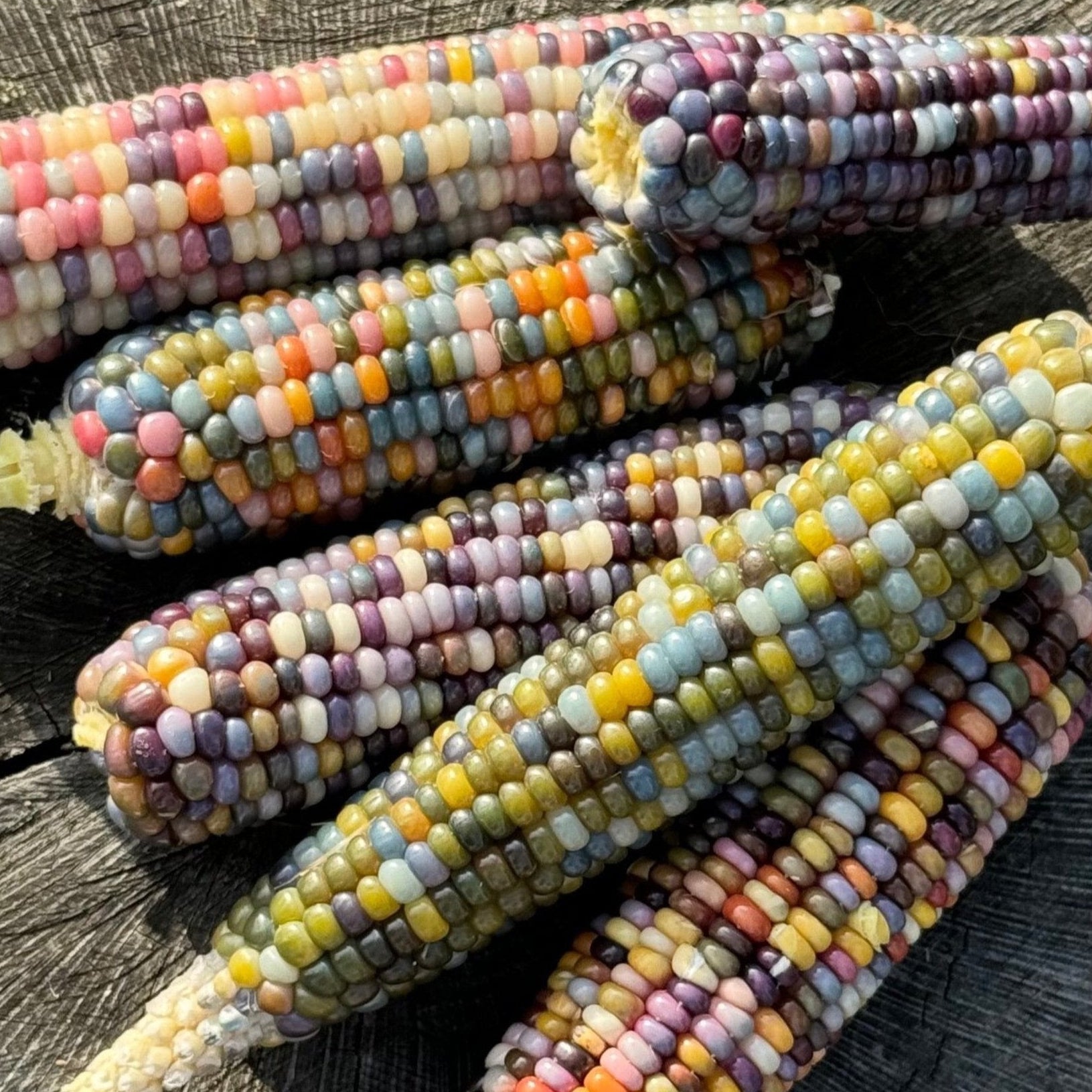 Maïs Pop Corn Glass Gem