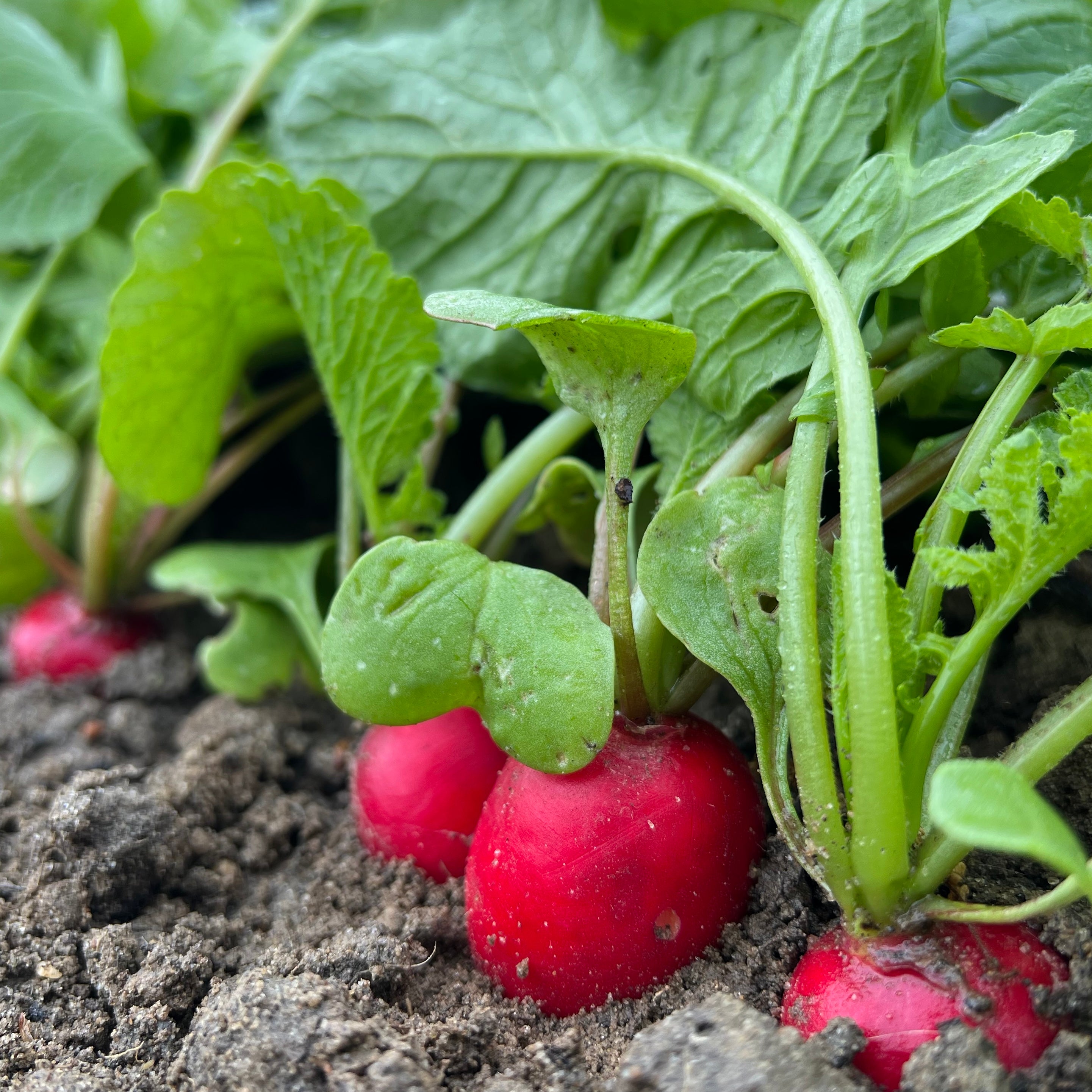 Radis rond écarlate