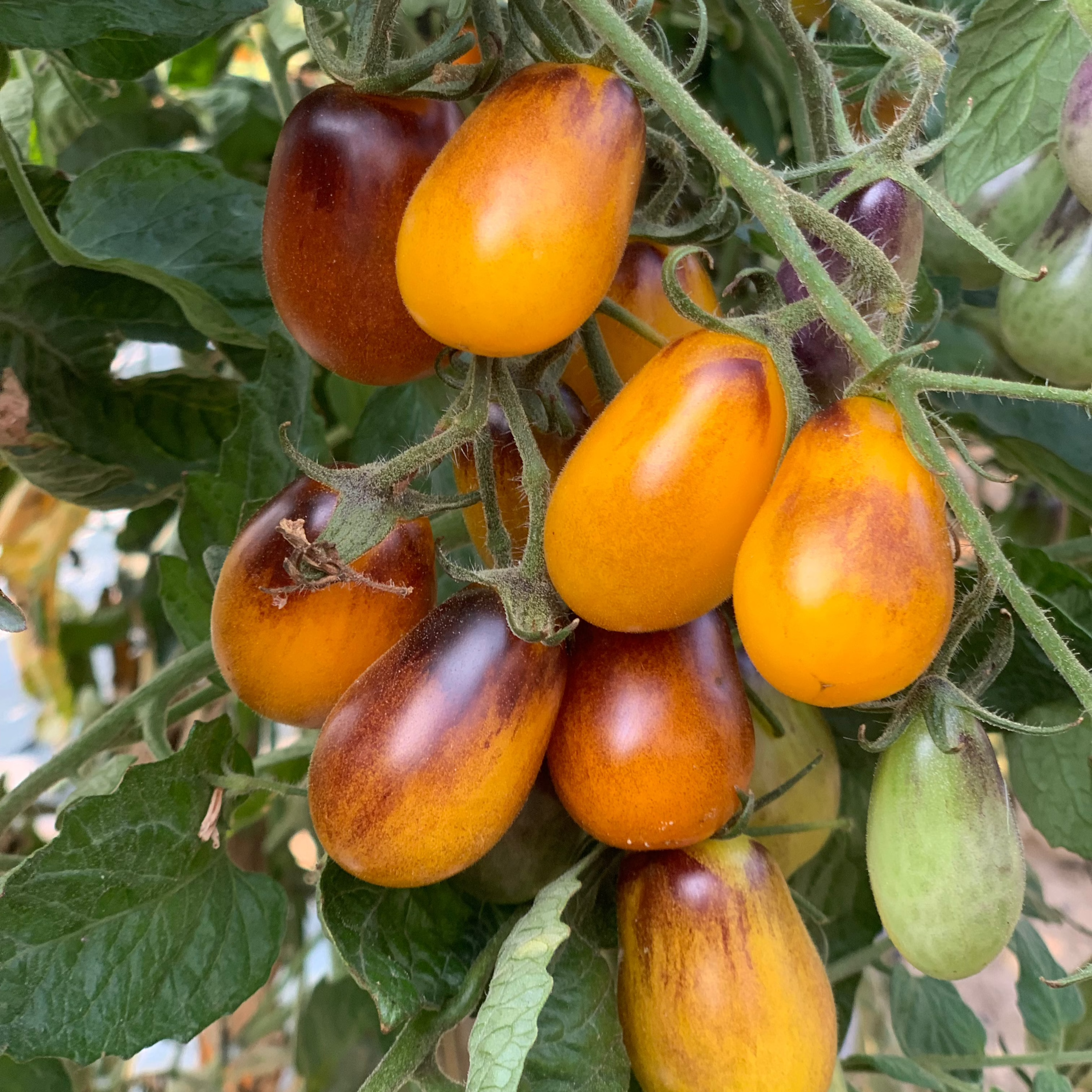 Tomate Pear Drop