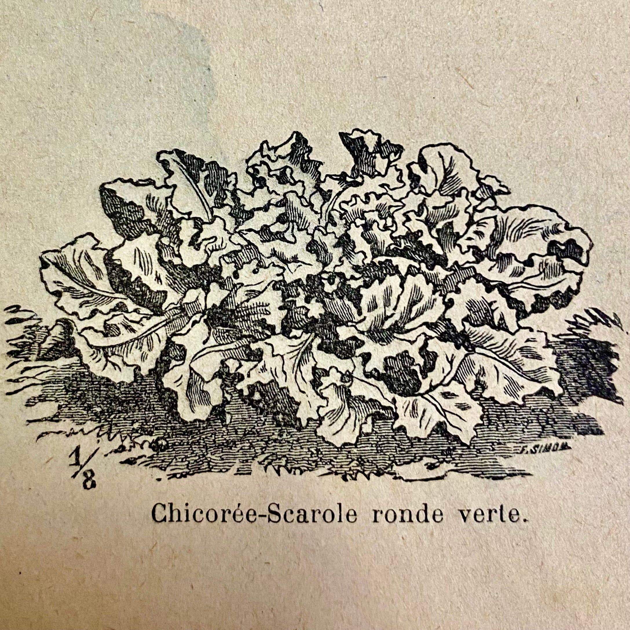 Chicorée scarole ronde verte à coeur plein