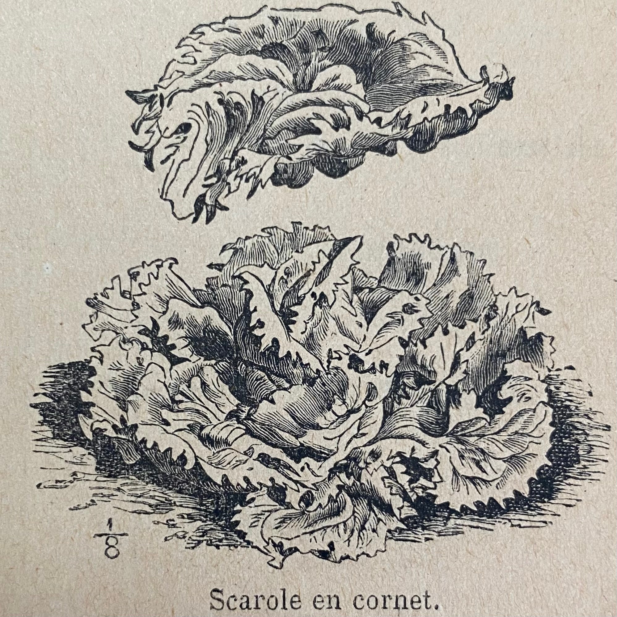 Chicorée scarole en cornet de Bordeaux