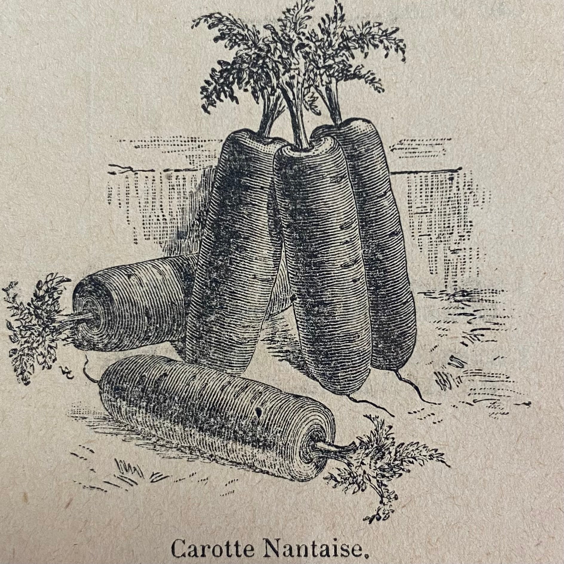Photo de la carotte nantaise dans de vieux catalogues d'époque