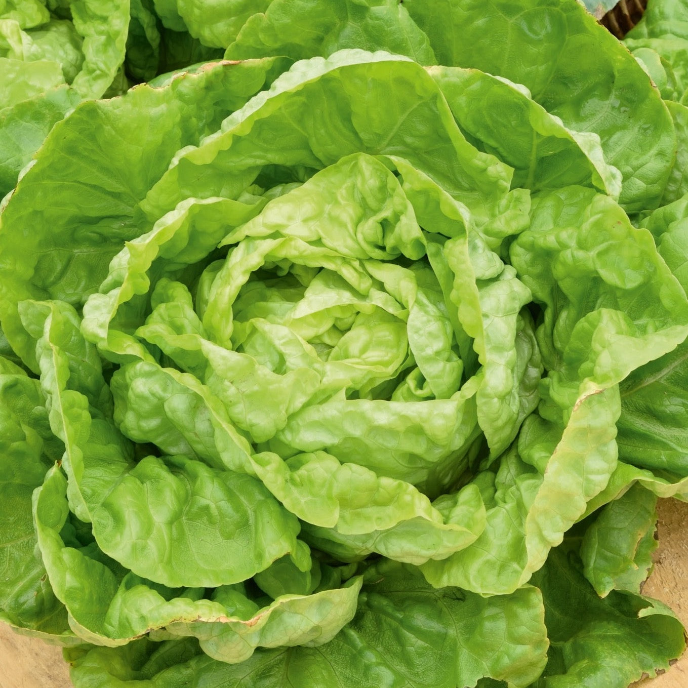 Laitue merveille d'hiver