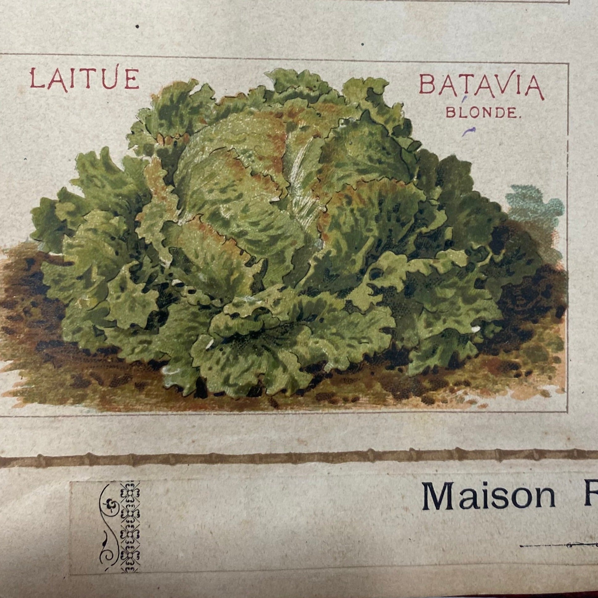 Laitue batavia blonde de Paris