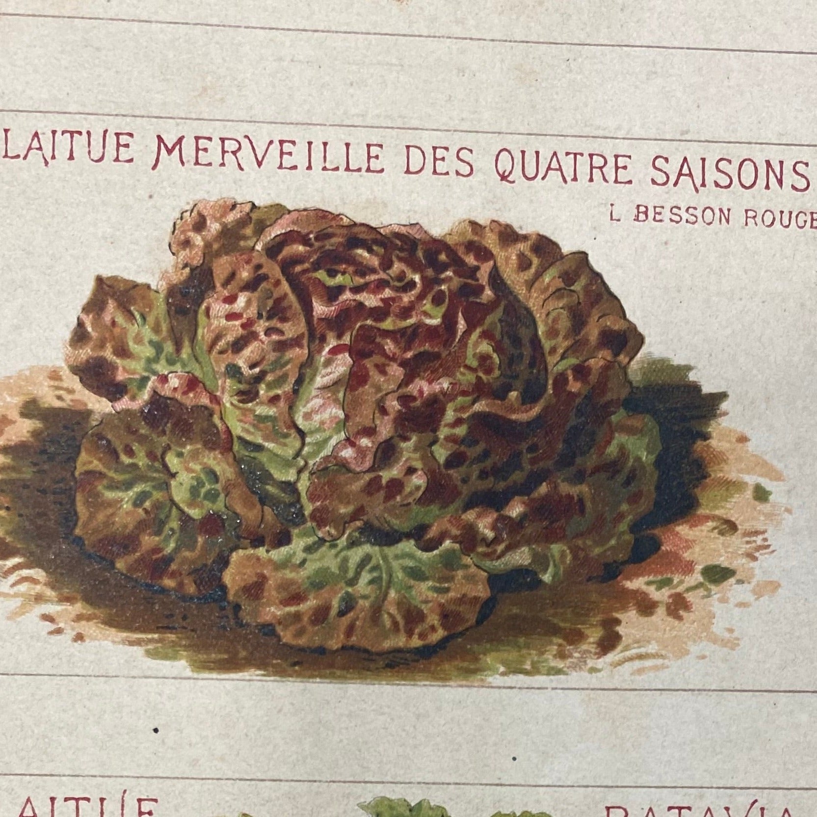 Laitue merveille des quatre saisons