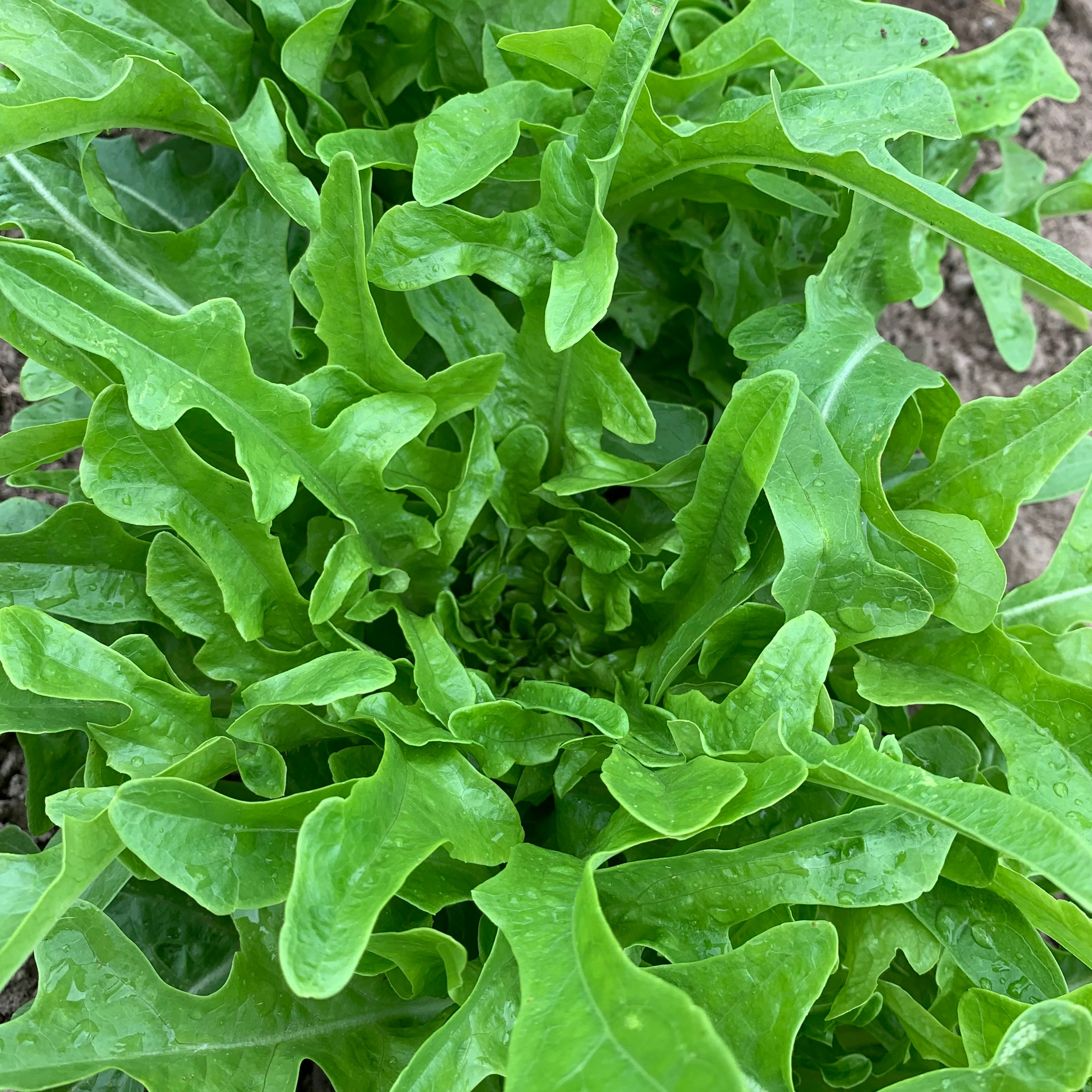 Laitue à couper Catalogne verte