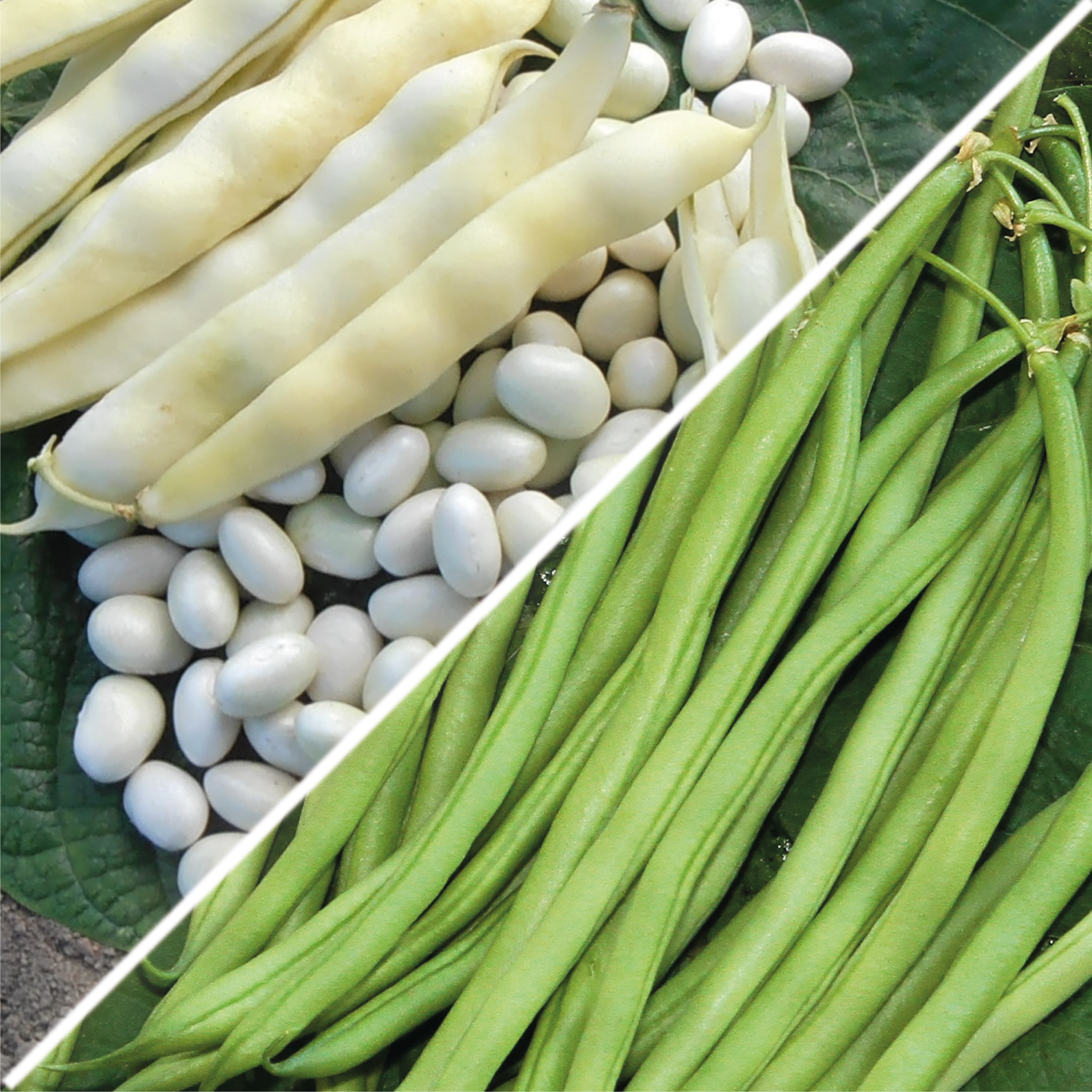 Lot de haricots : Coco Blanc et Talisman