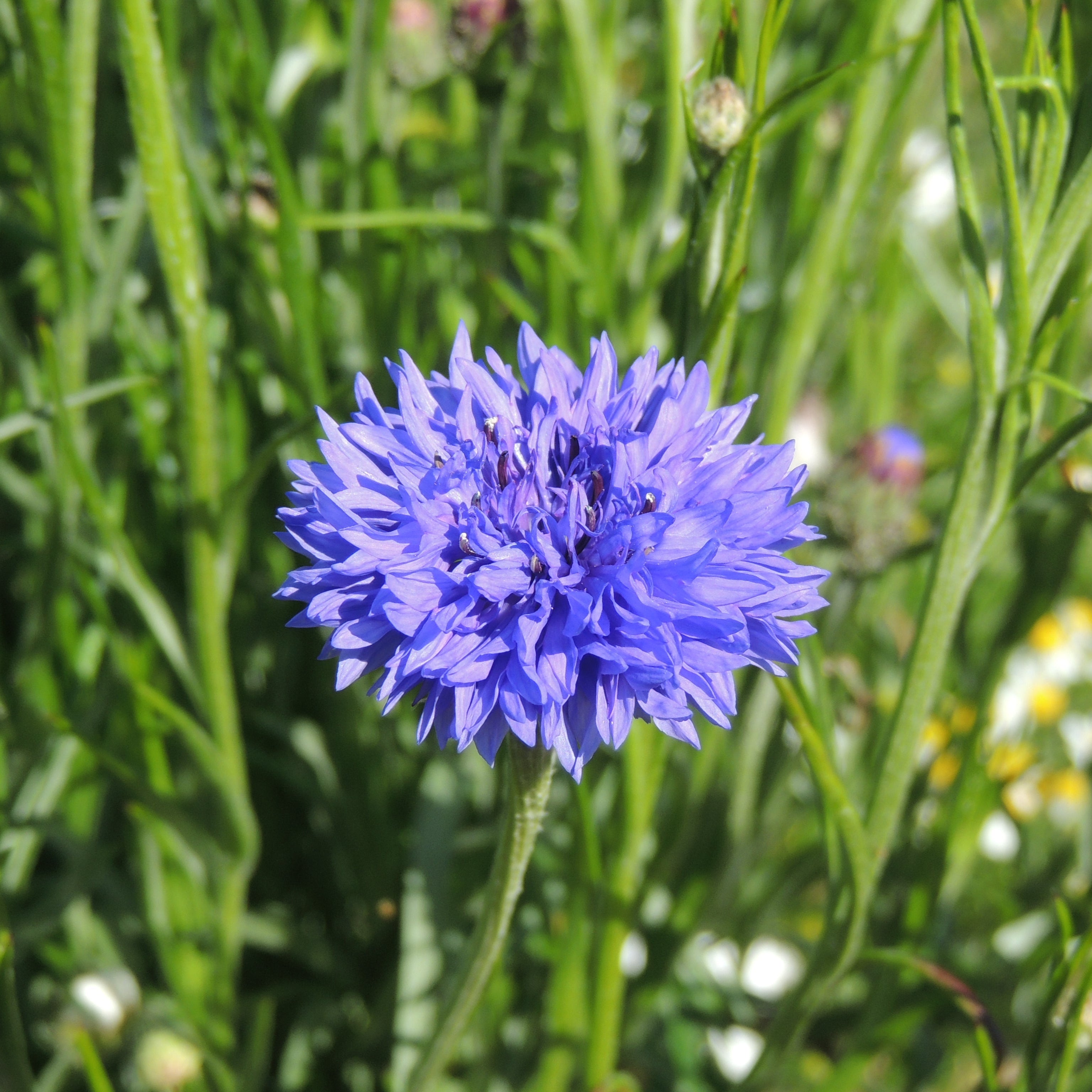 Centaurée Bleue Boy