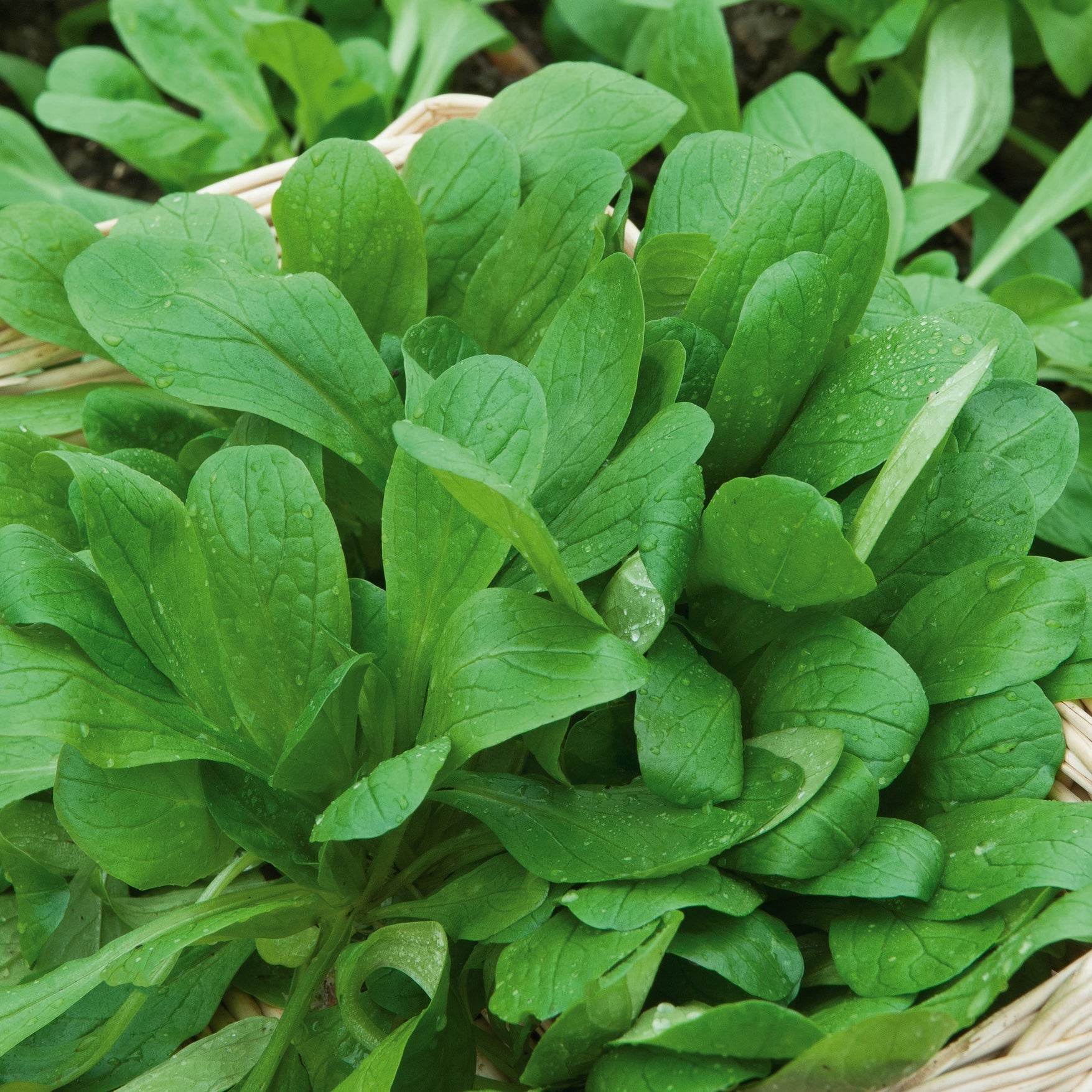 Mâche à grosse graine