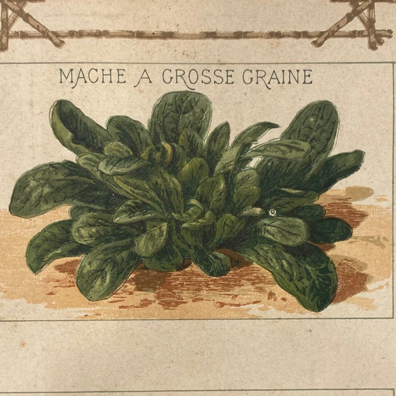 Mâche à grosse graine