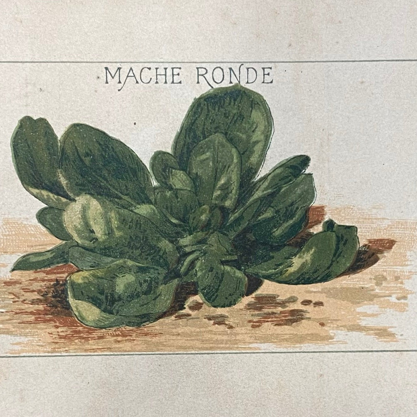 Mâche ronde maraîchère