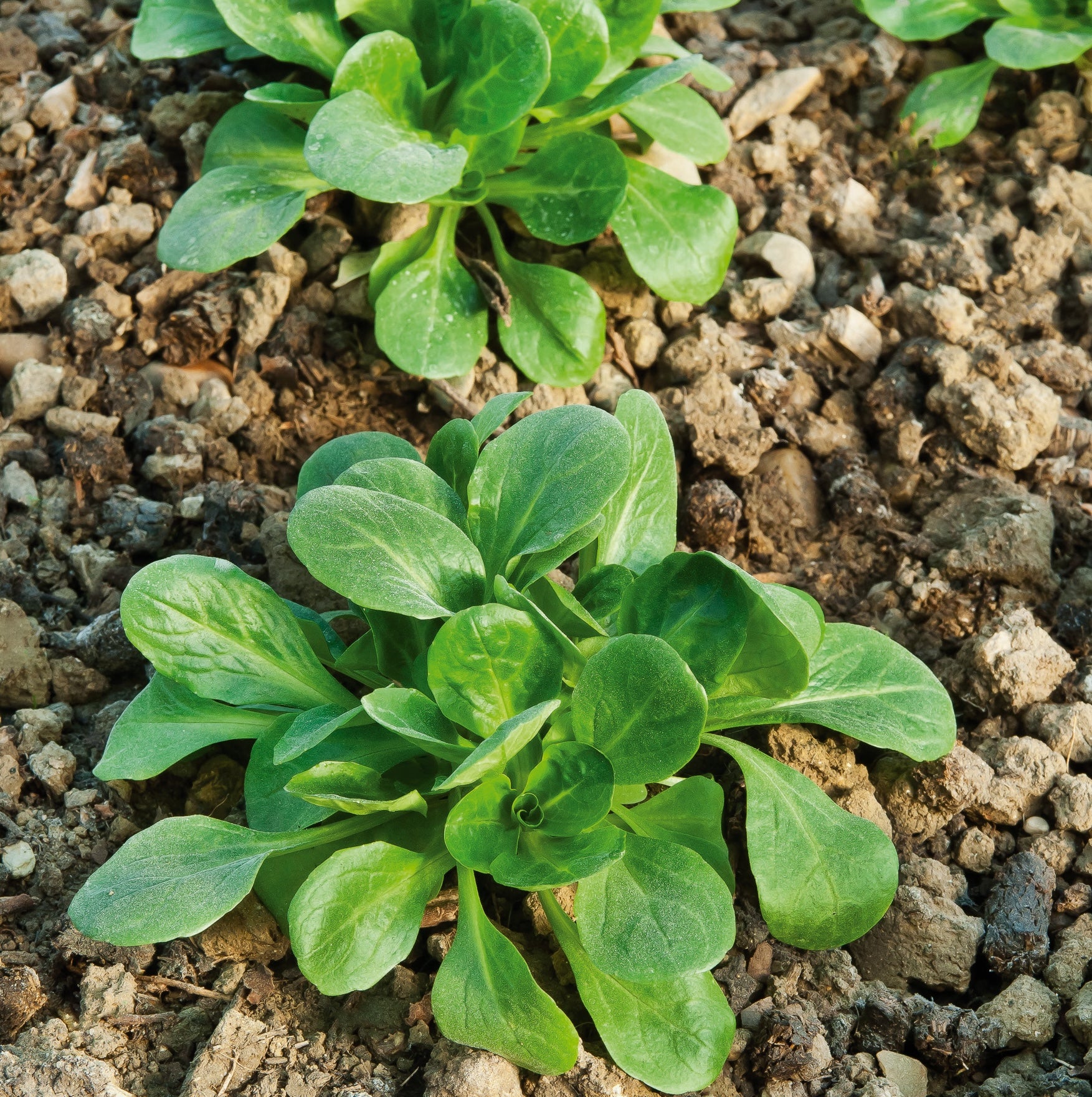 photo mâche de Cambai