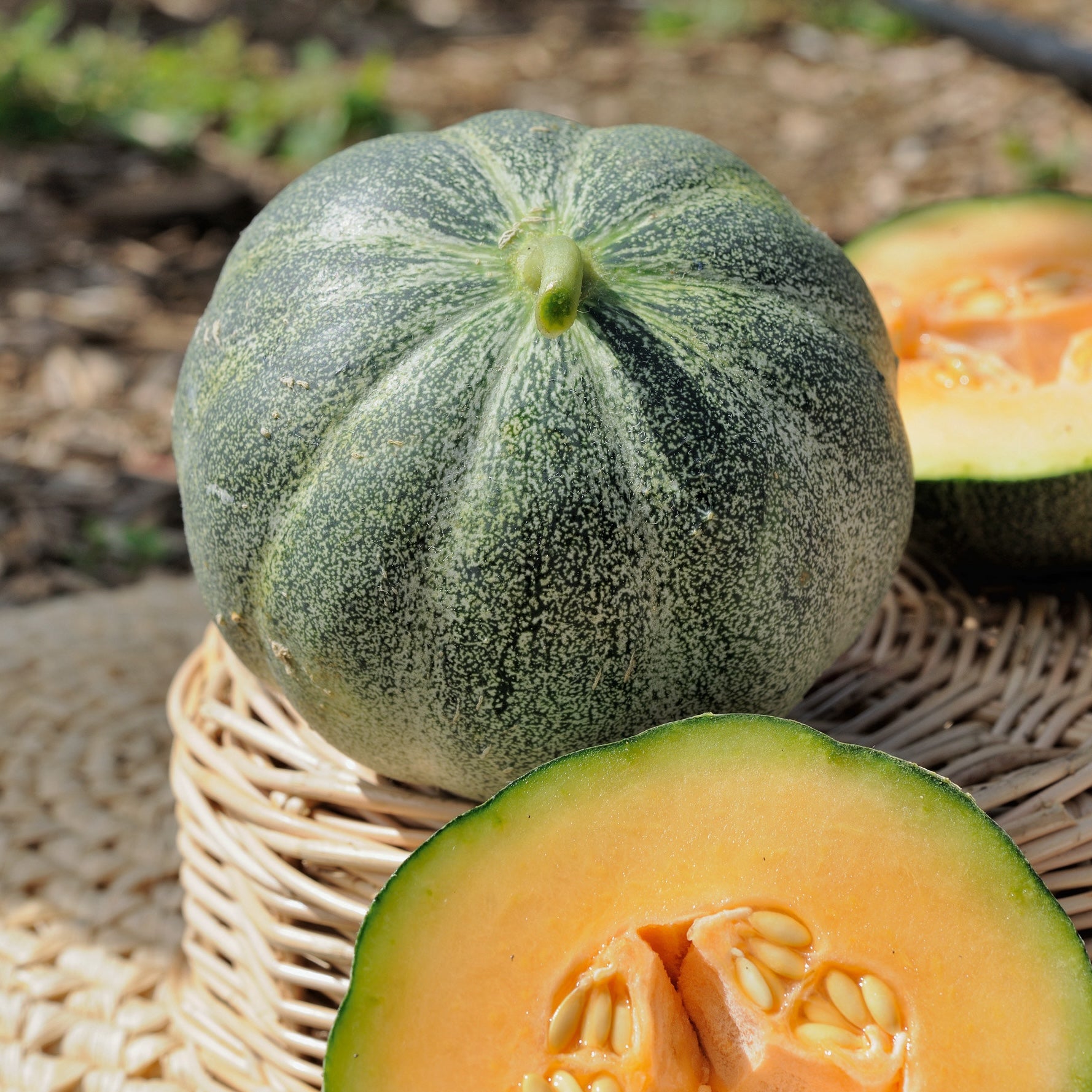 petit gris de rennes melon