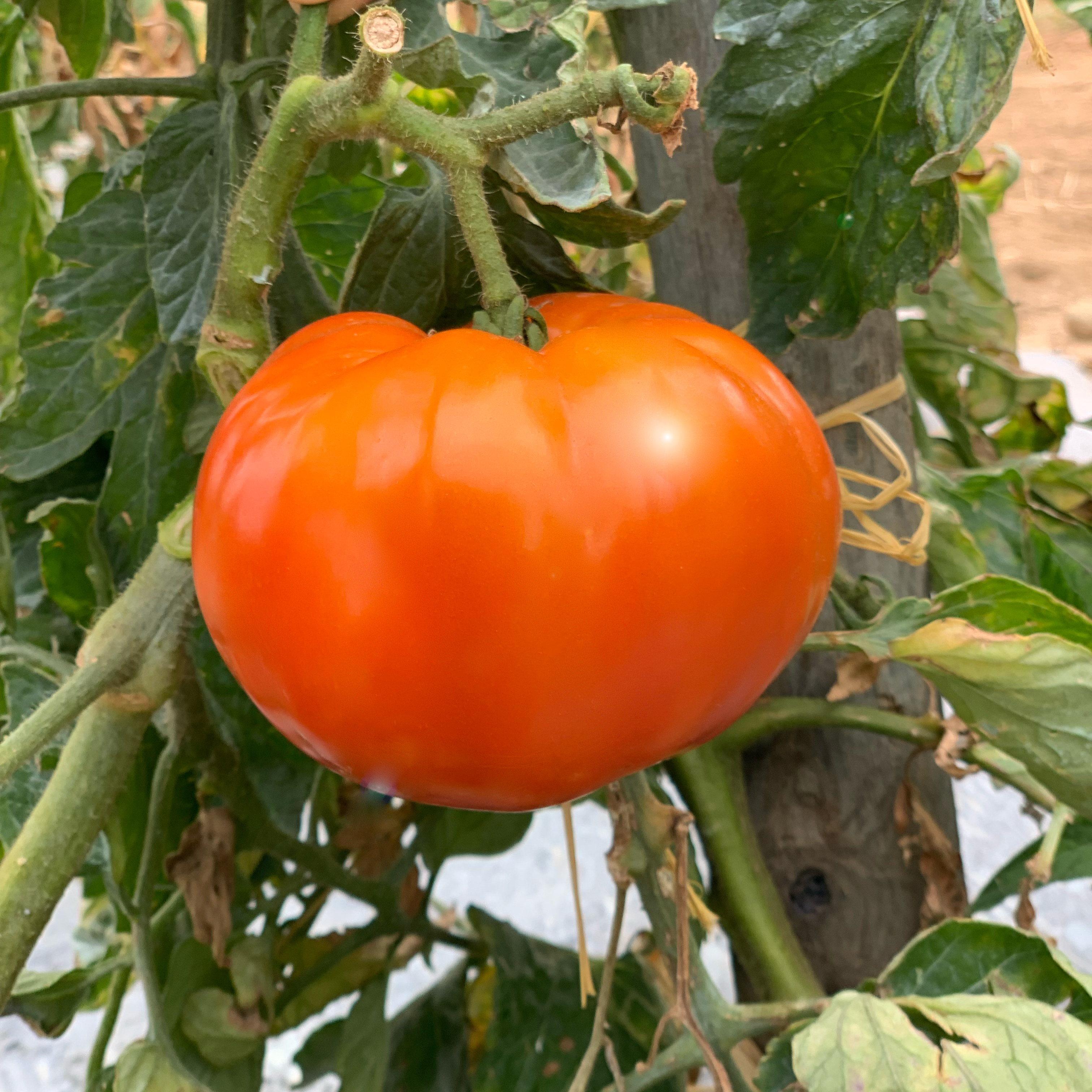 Tomate Merveille Des Marchés