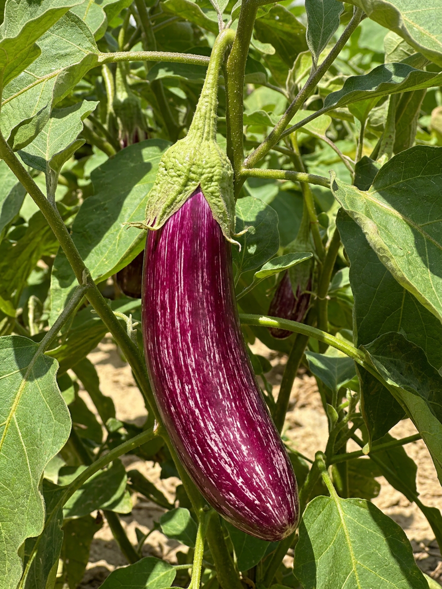 Aubergine Tsakoniki