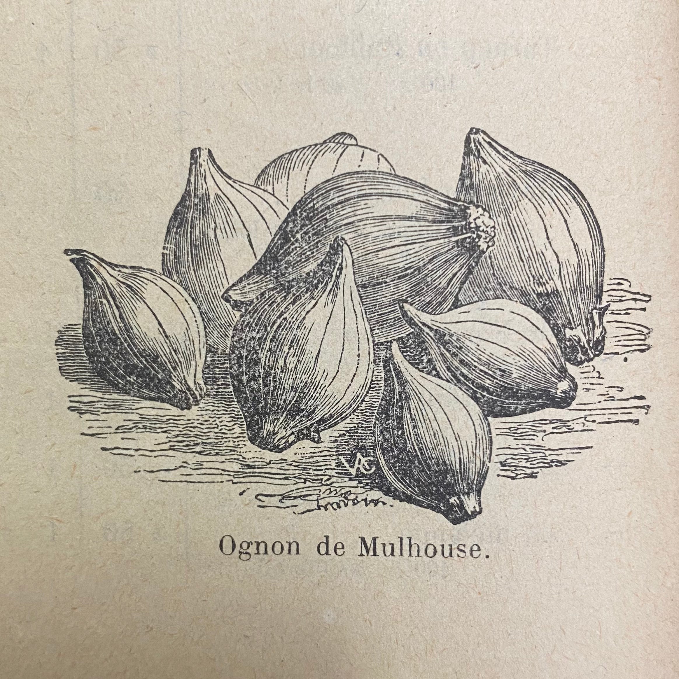 Oignon jaune de Mulhouse