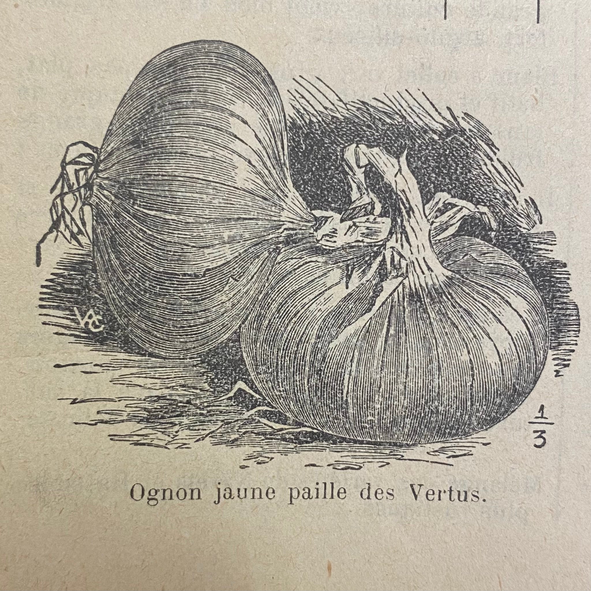 vieille image de l'oignon paille des vertus