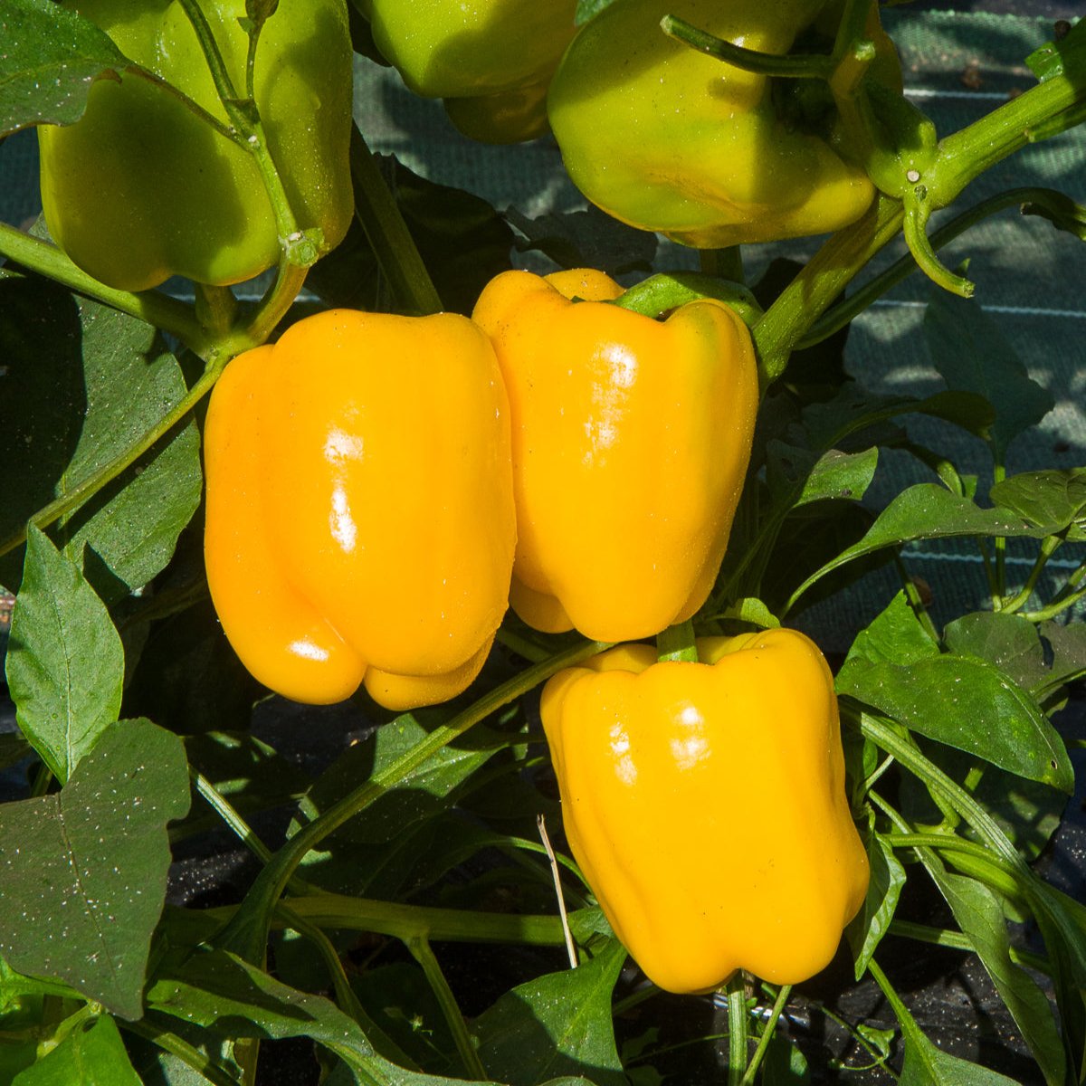 Piment Doux Jaune