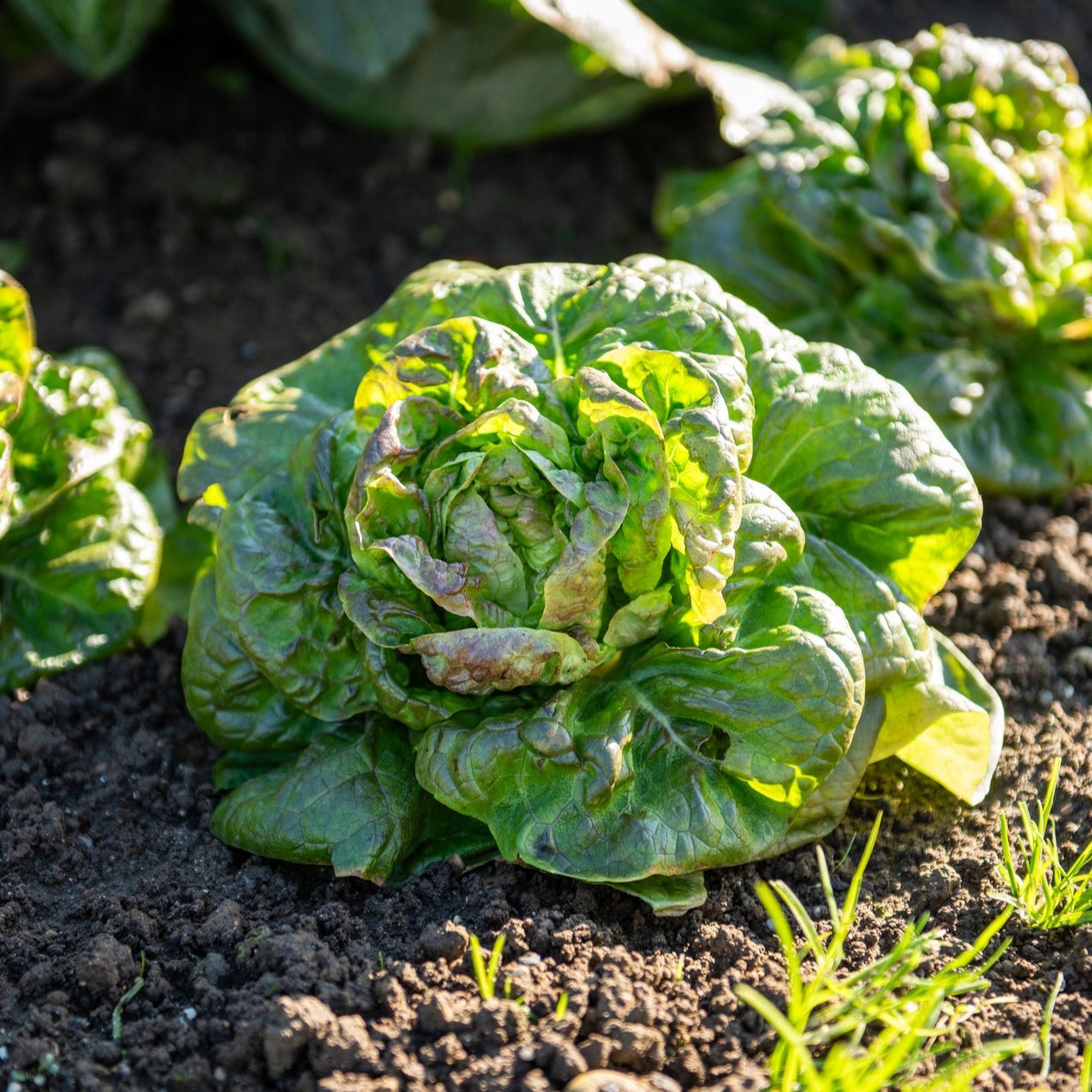 Laitue Rougette De Montpellier