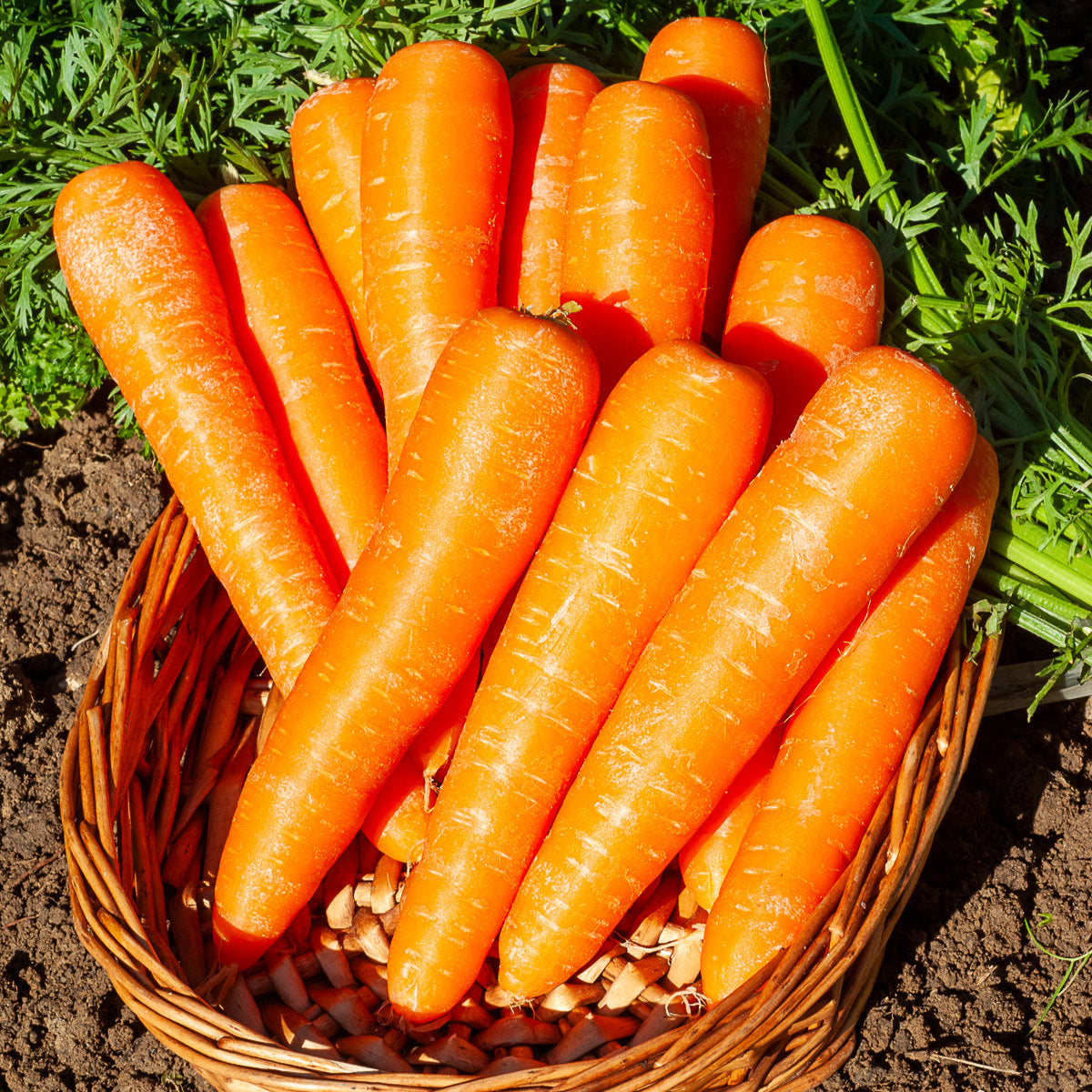 Carotte Longue Lisse De Meaux