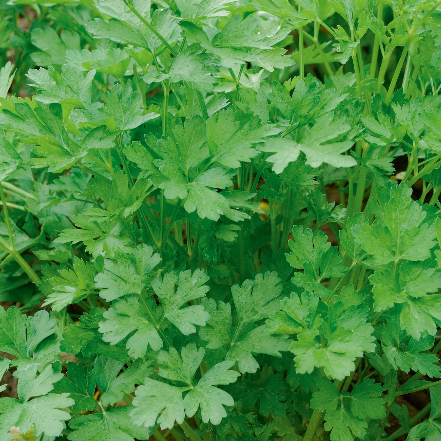 Graines D'aneth Officinal Aromatique