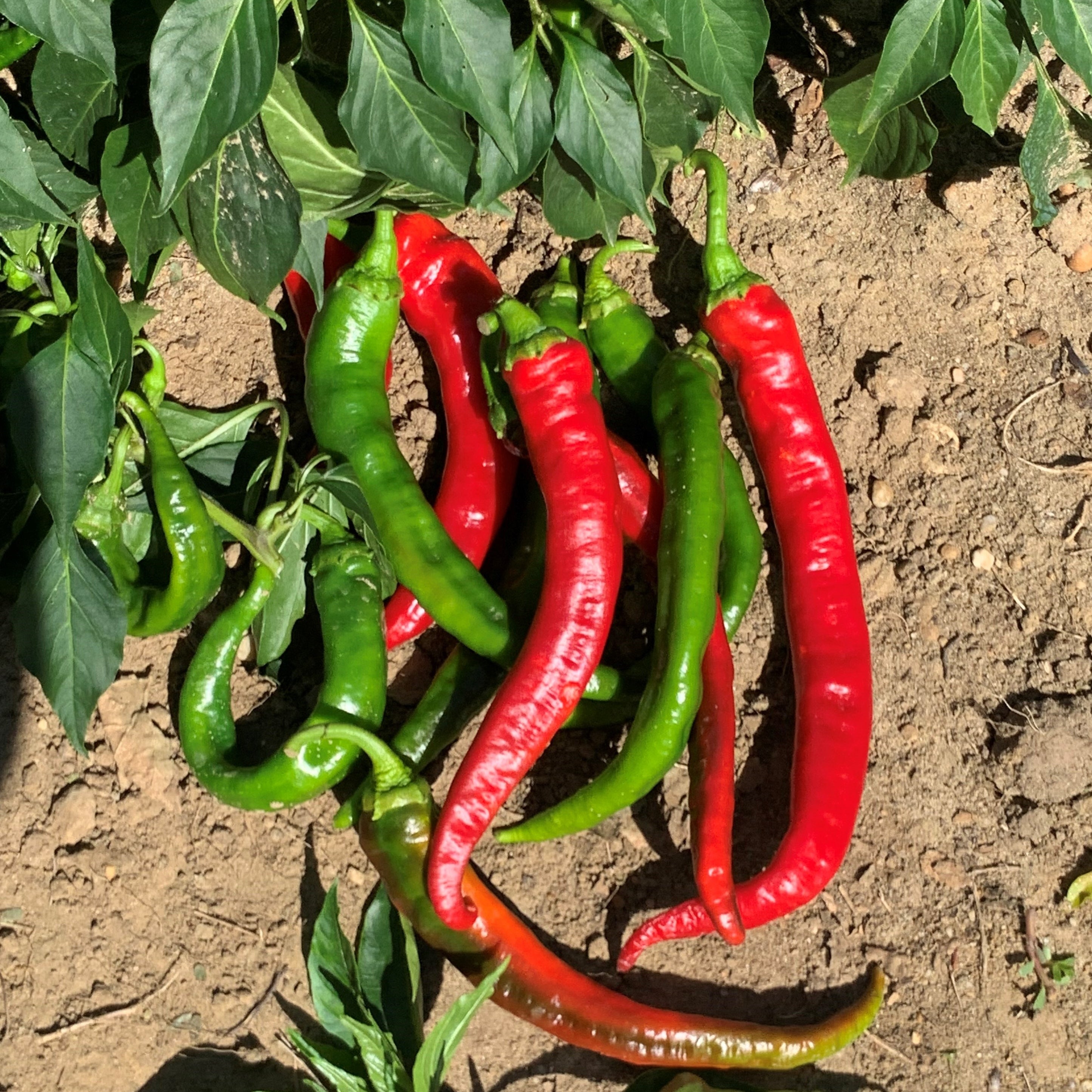 Poivron doux des Landes