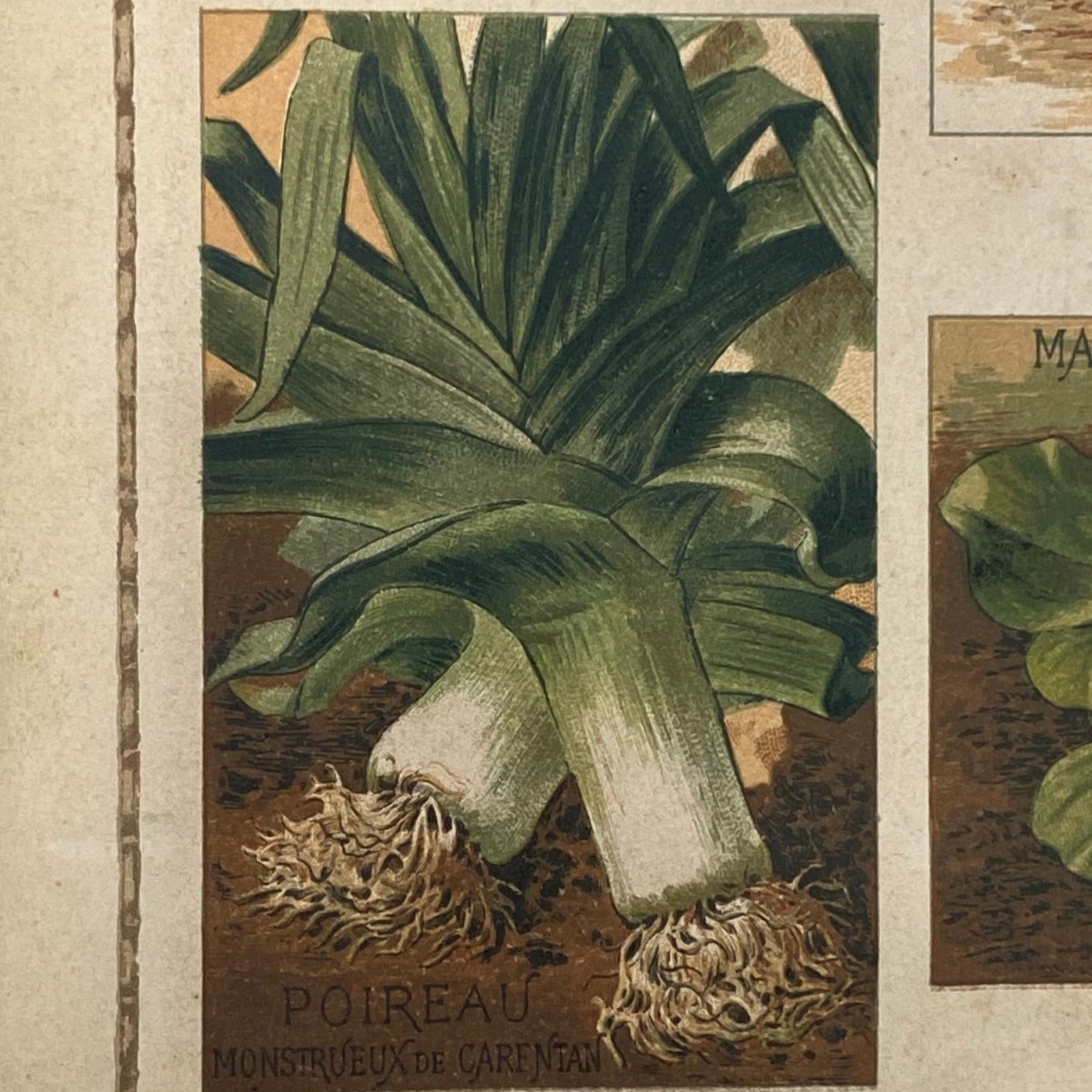 Poireau monstrueux de Carentan