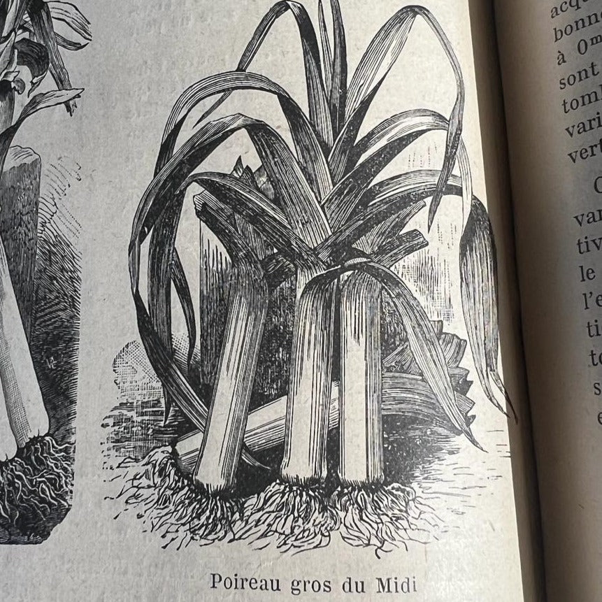 Poireau gros du midi