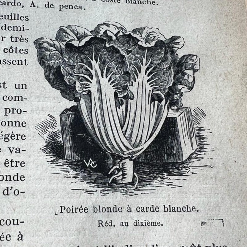 Poirée blonde à carde blanche