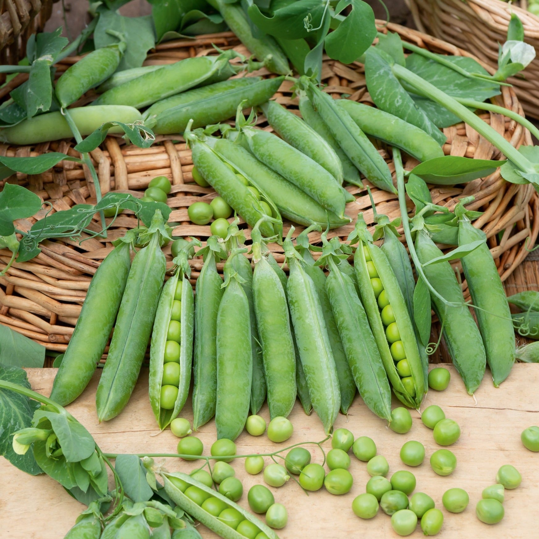 Pois nain petit provençal