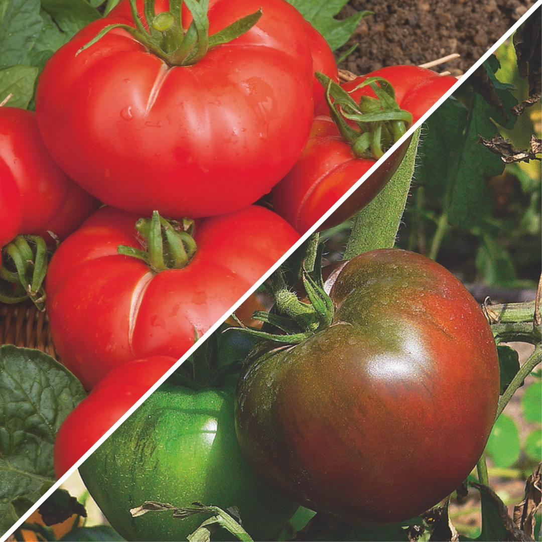 Lot de graines de tomate de Marmande et tomate noire de Crimée