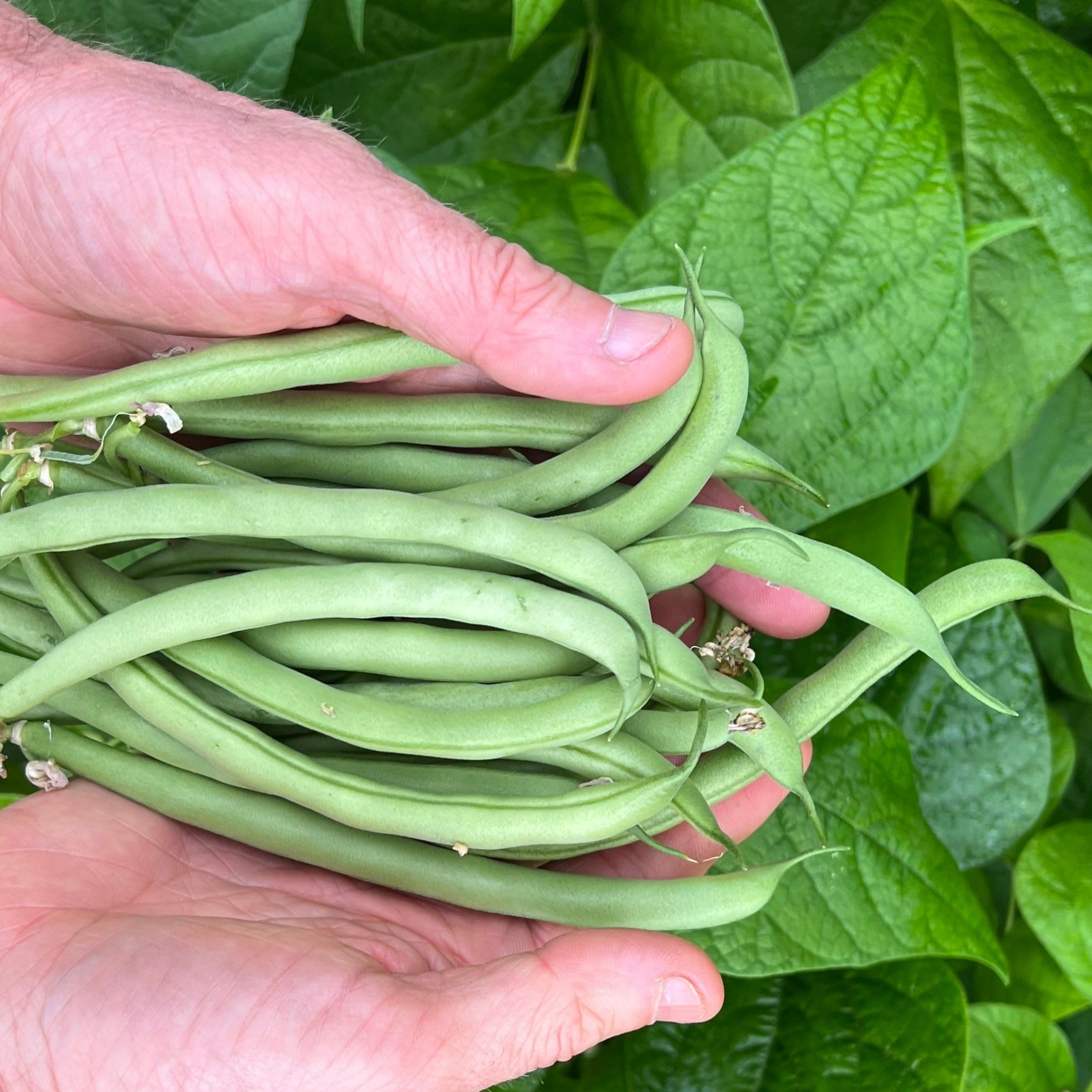 photo de haricot contender à la récolte