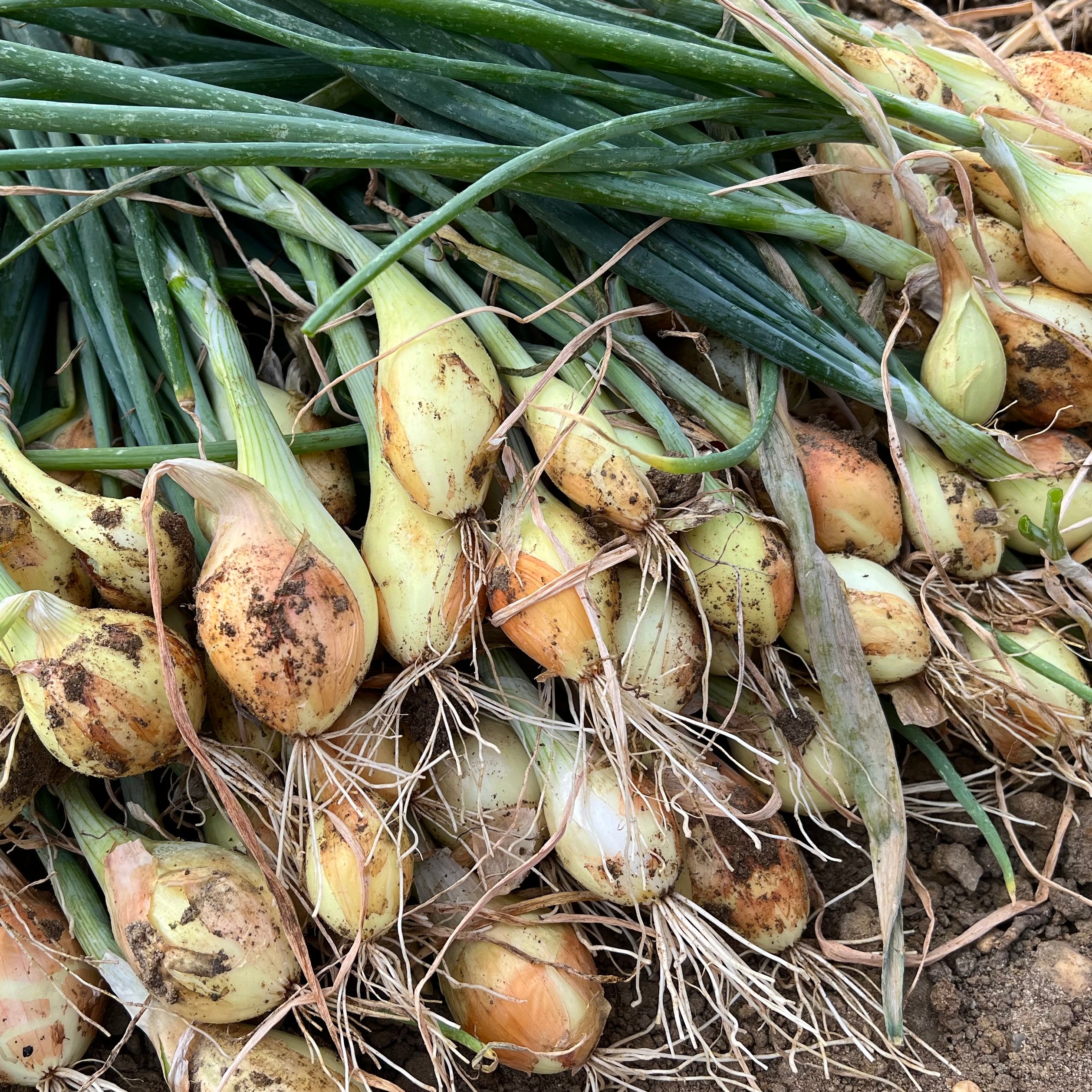 Oignon jaune de Mulhouse