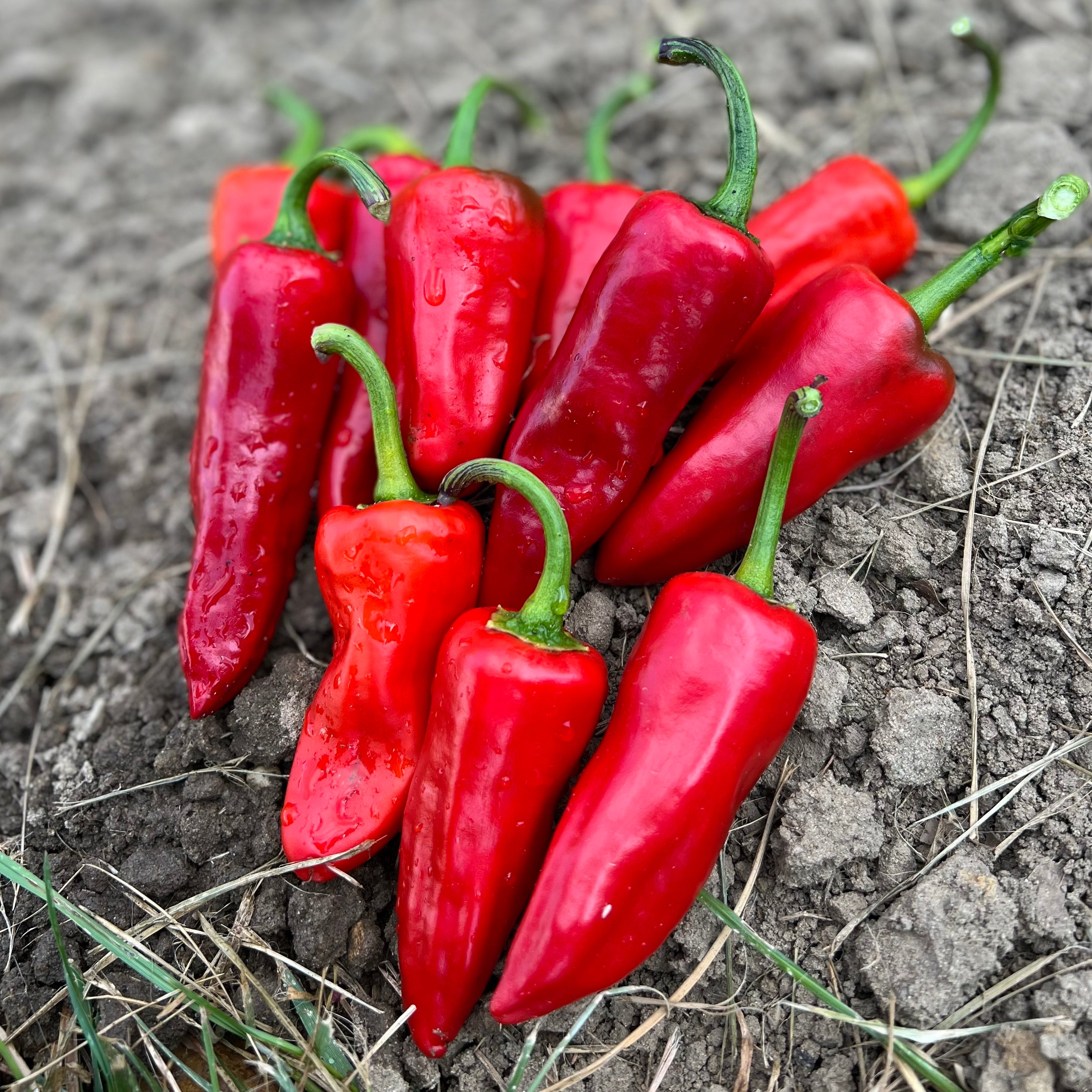 Piment gorria type Espelette