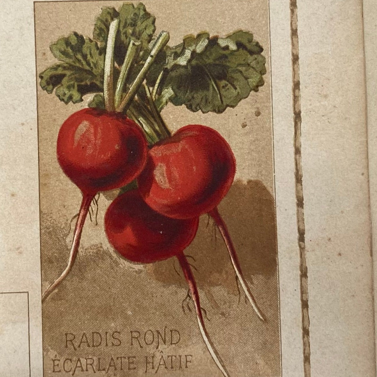 Radis rond écarlate