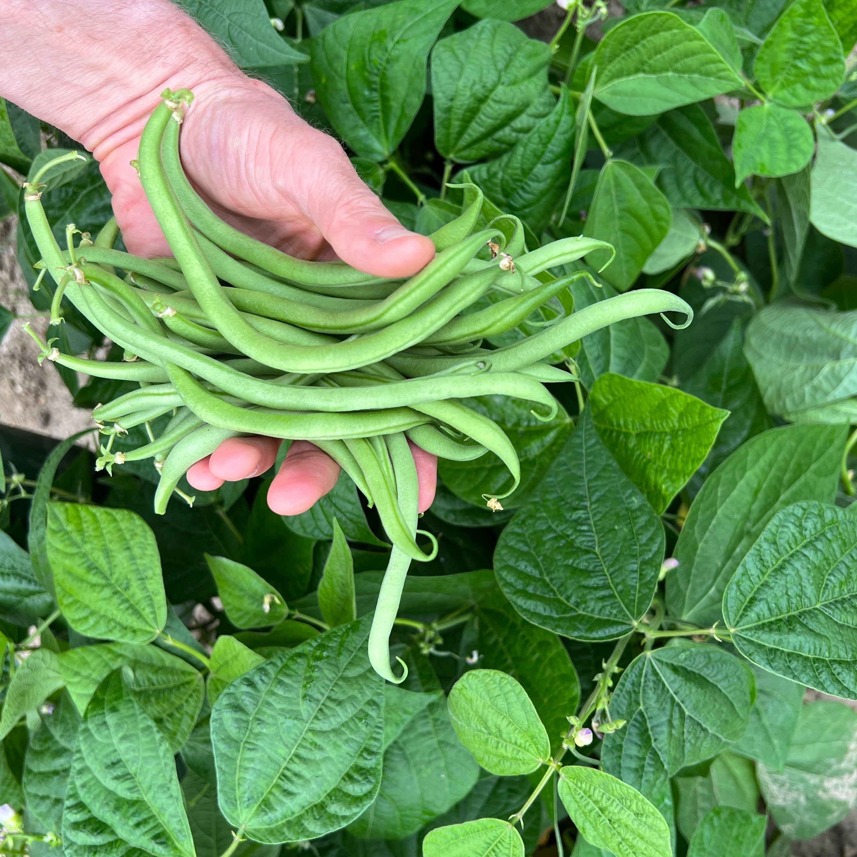 Haricot nain Novirex