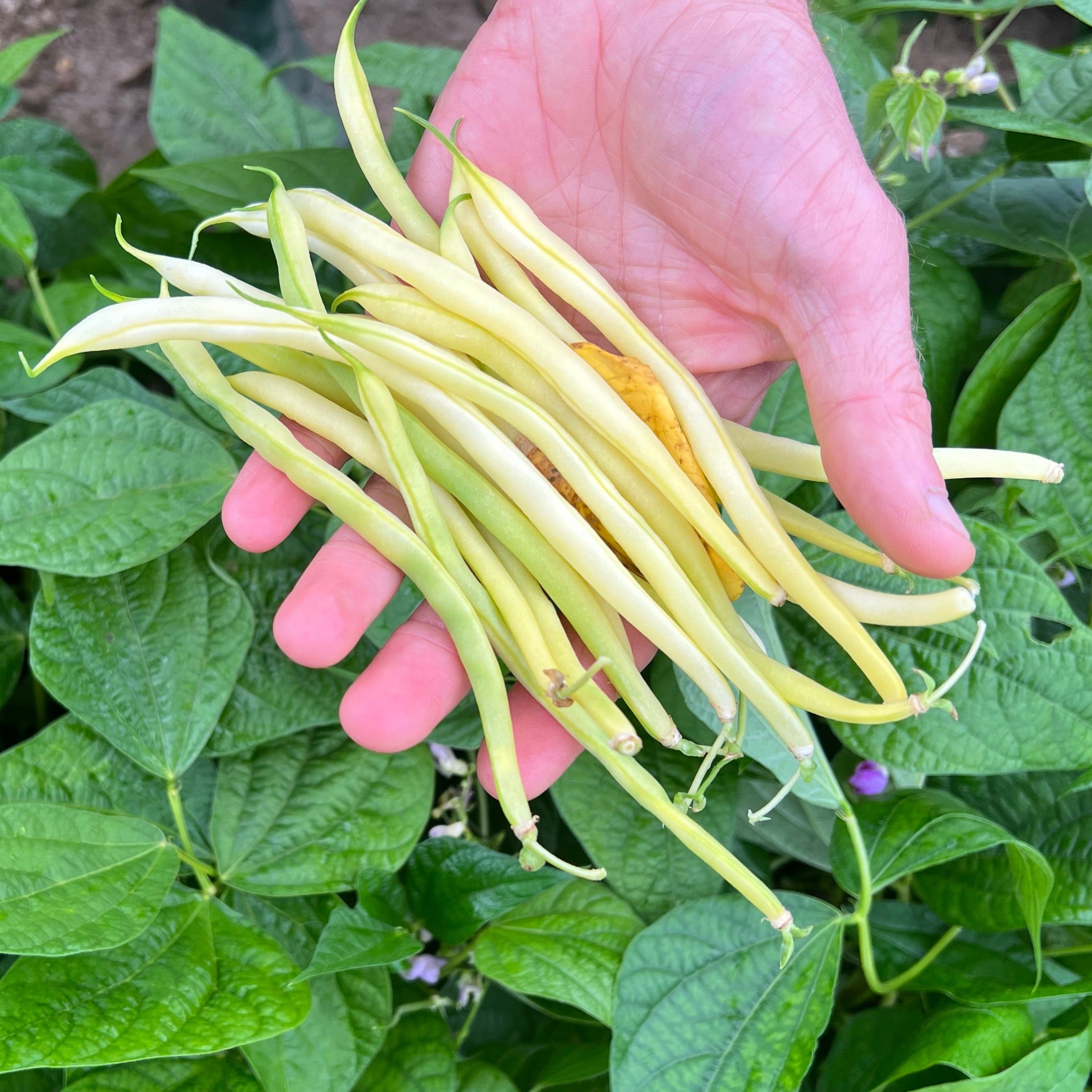 photo de récolte du haricot nain stentor