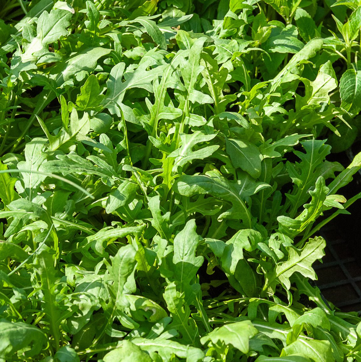 Roquette Sauvage