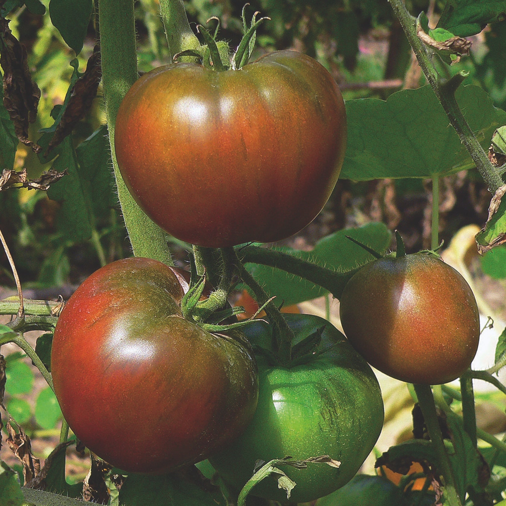 photo de la Tomate noire de Crimée