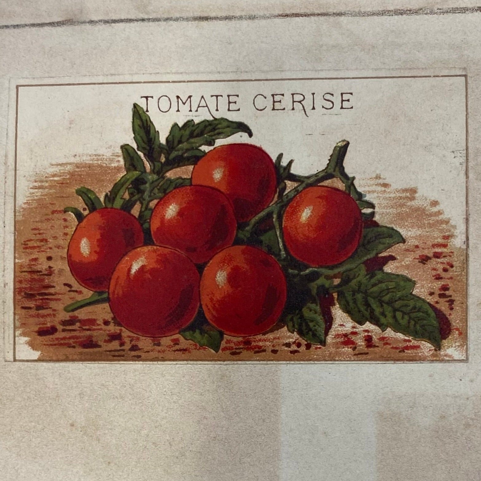 Tomate cerise