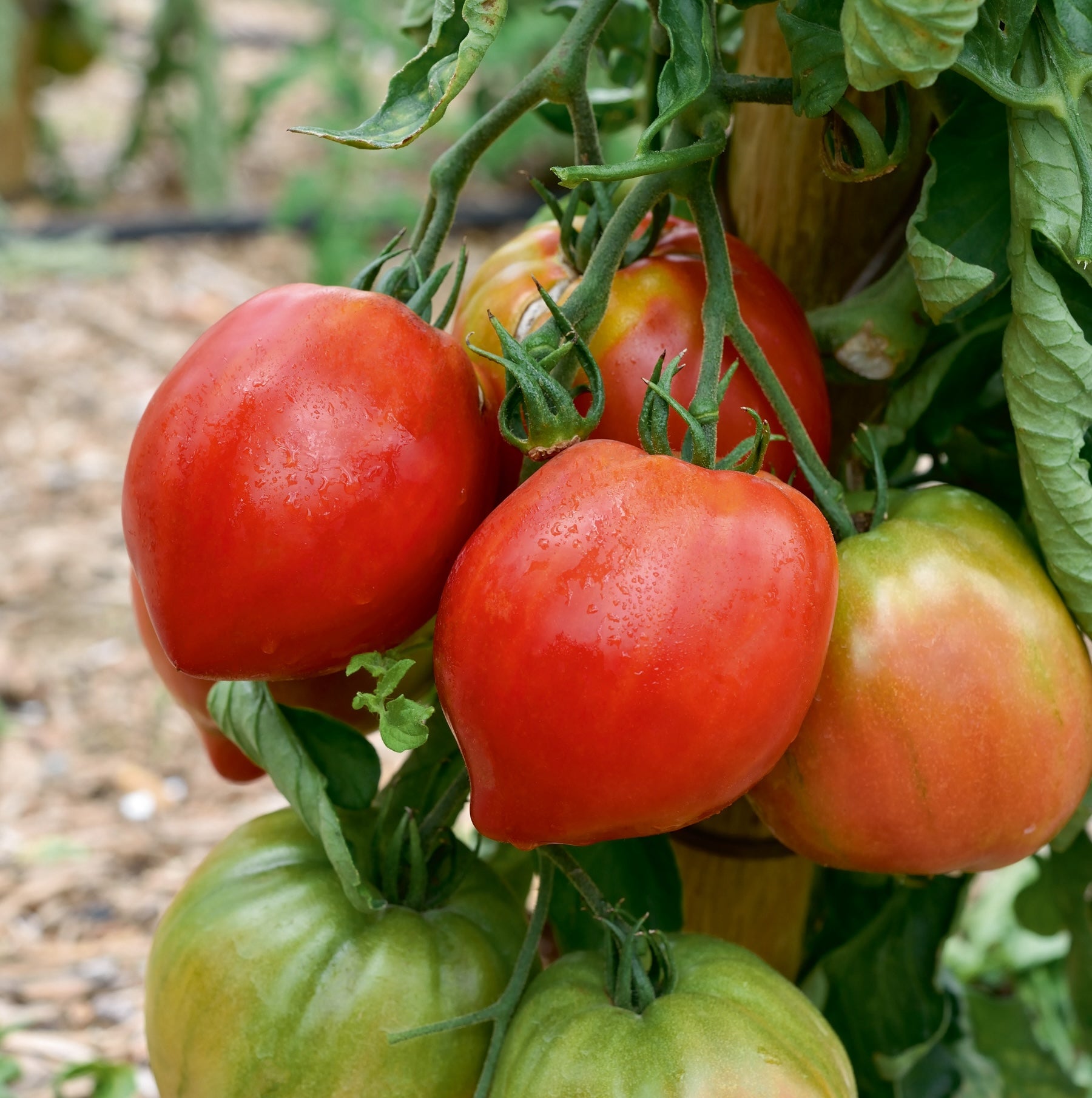 Tomate Coeur de boeuf