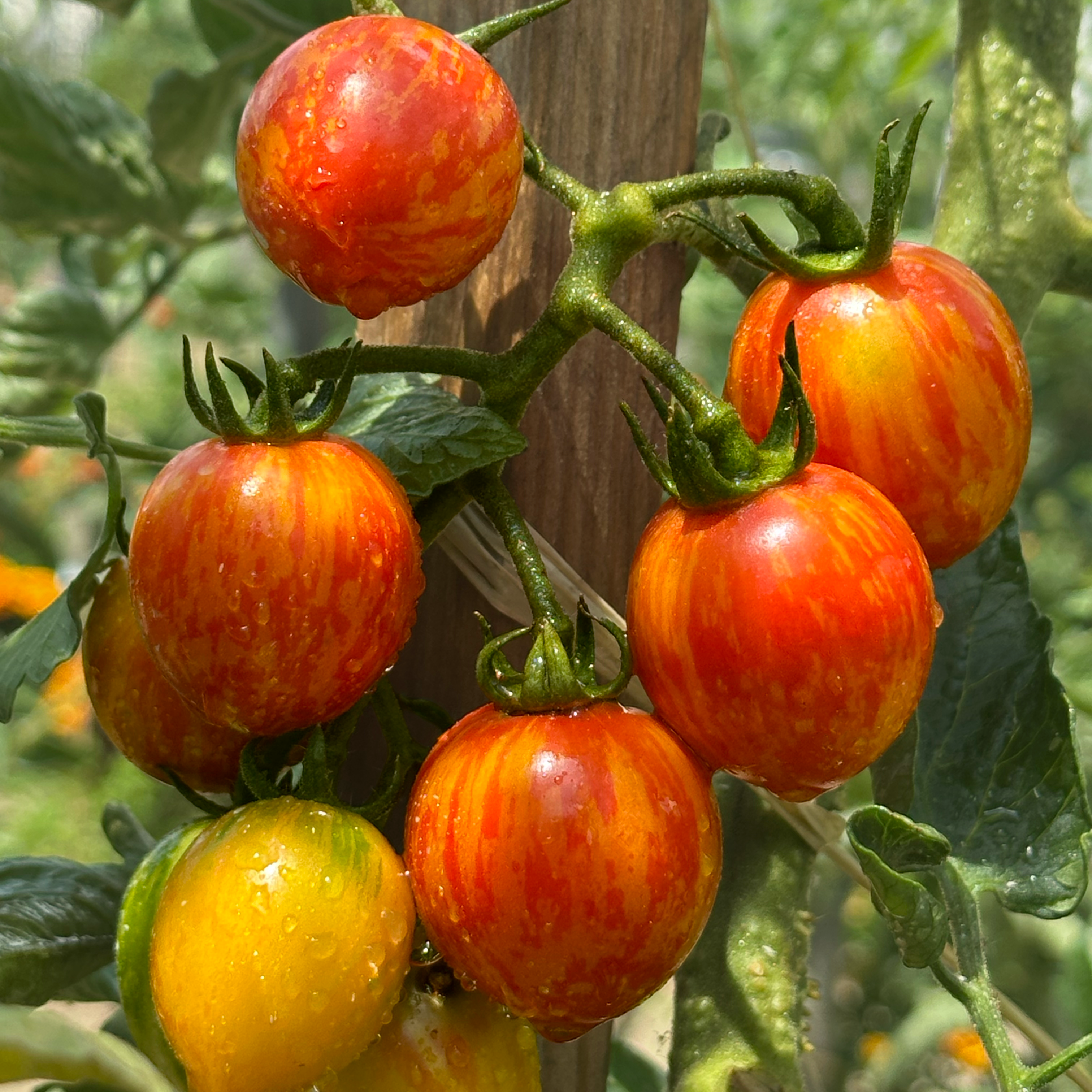 Tomate artisan golden Bumble Bee